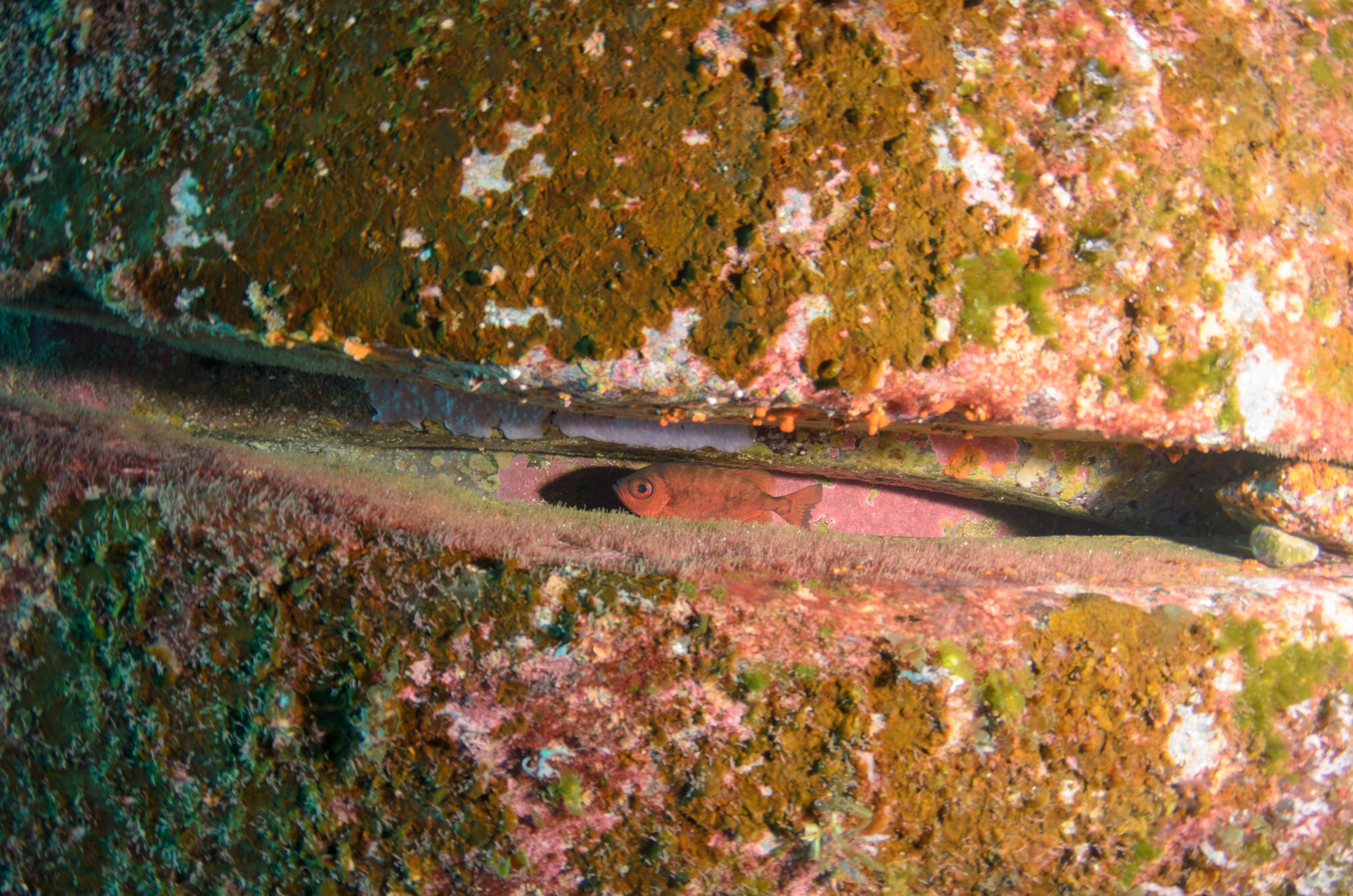 DSC_1545 – 2016, Kermadec, NIWA, New, October 16, RV, Zealand, crispin, expedition, kermadecs, marine, nz, ocean, reserve, sanctuary, seacology, seacologynz, tangaroa