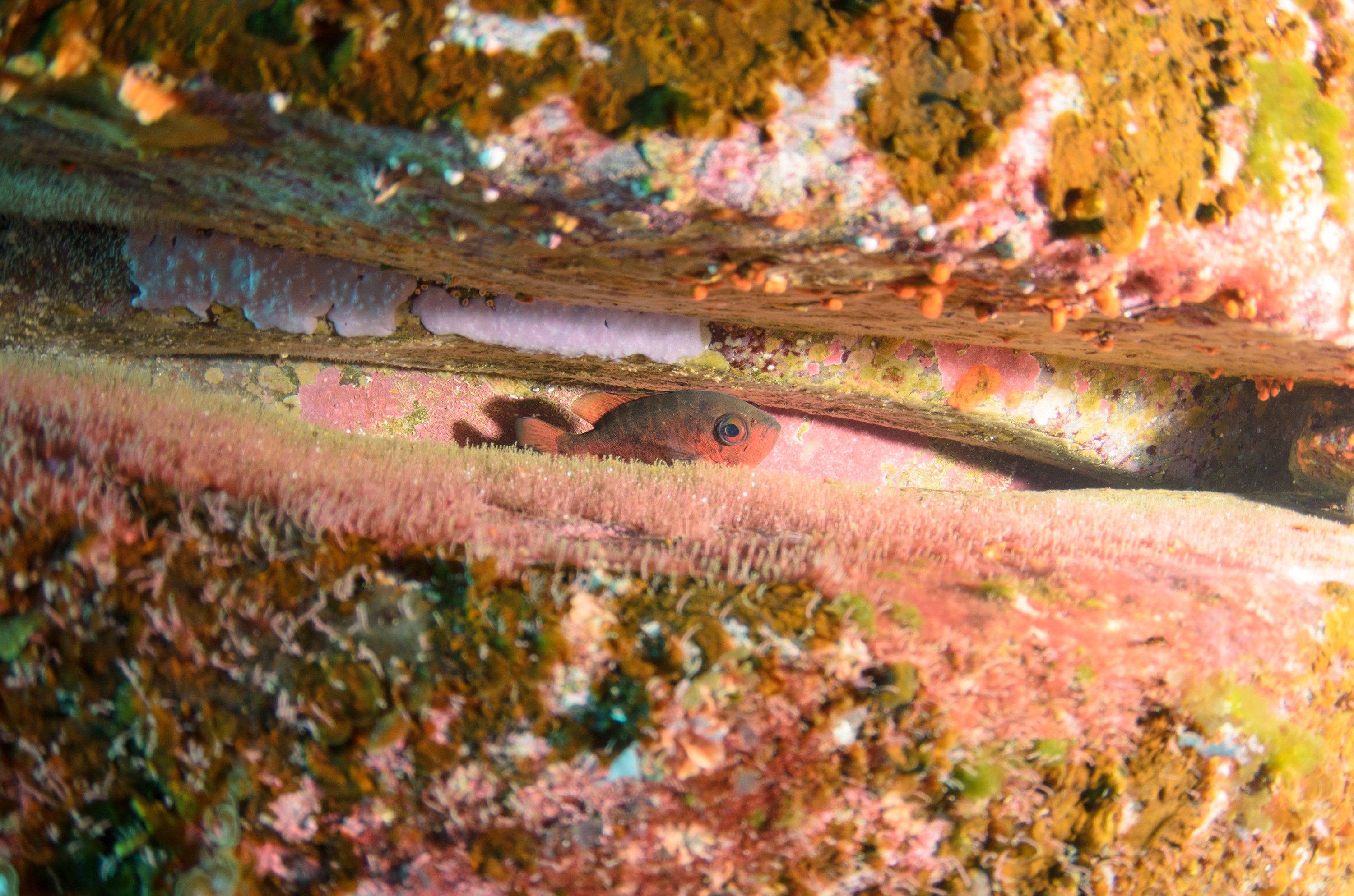 DSC_1548 – 2016, Kermadec, NIWA, New, October 16, RV, Zealand, crispin, expedition, kermadecs, marine, nz, ocean, reserve, sanctuary, seacology, seacologynz, tangaroa