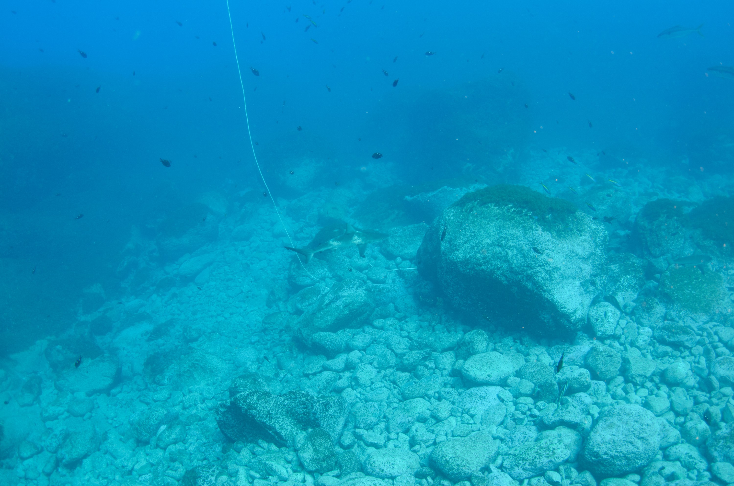 DSC_1570 – 2016, Kermadec, NIWA, New, October 16, RV, Zealand, crispin, expedition, kermadecs, marine, nz, ocean, reserve, sanctuary, seacology, seacologynz, tangaroa