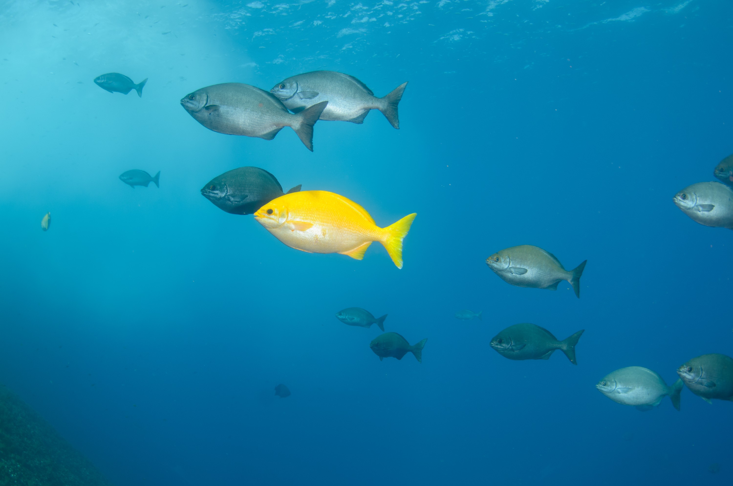DSC_1592 – 2016, Kermadec, NIWA, New, October 16, RV, Zealand, crispin, expedition, kermadecs, marine, nz, ocean, reserve, sanctuary, seacology, seacologynz, tangaroa