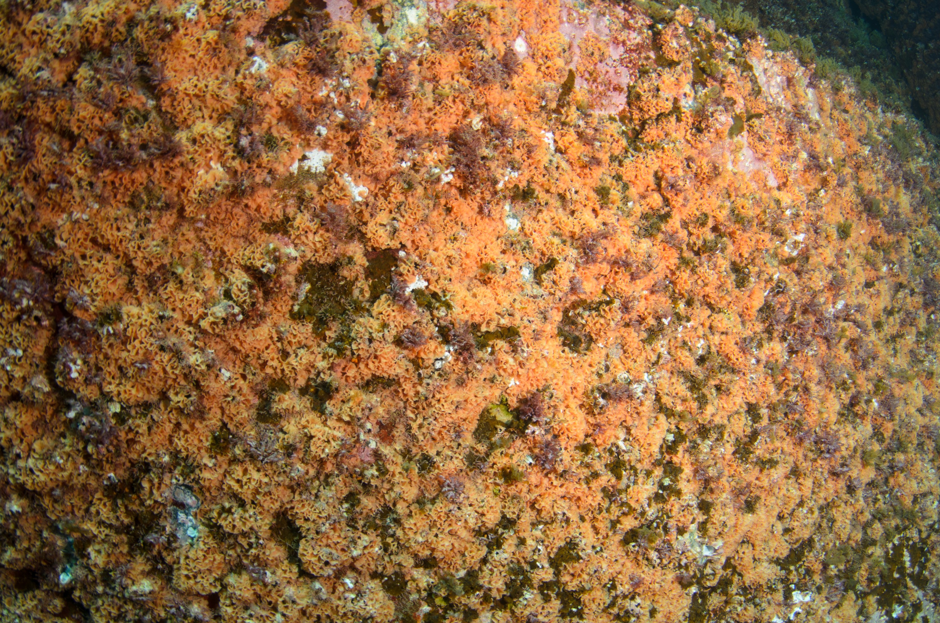 DSC_1609 – 2016, Kermadec, NIWA, New, October 16, RV, Zealand, crispin, expedition, kermadecs, marine, nz, ocean, reserve, sanctuary, seacology, seacologynz, tangaroa