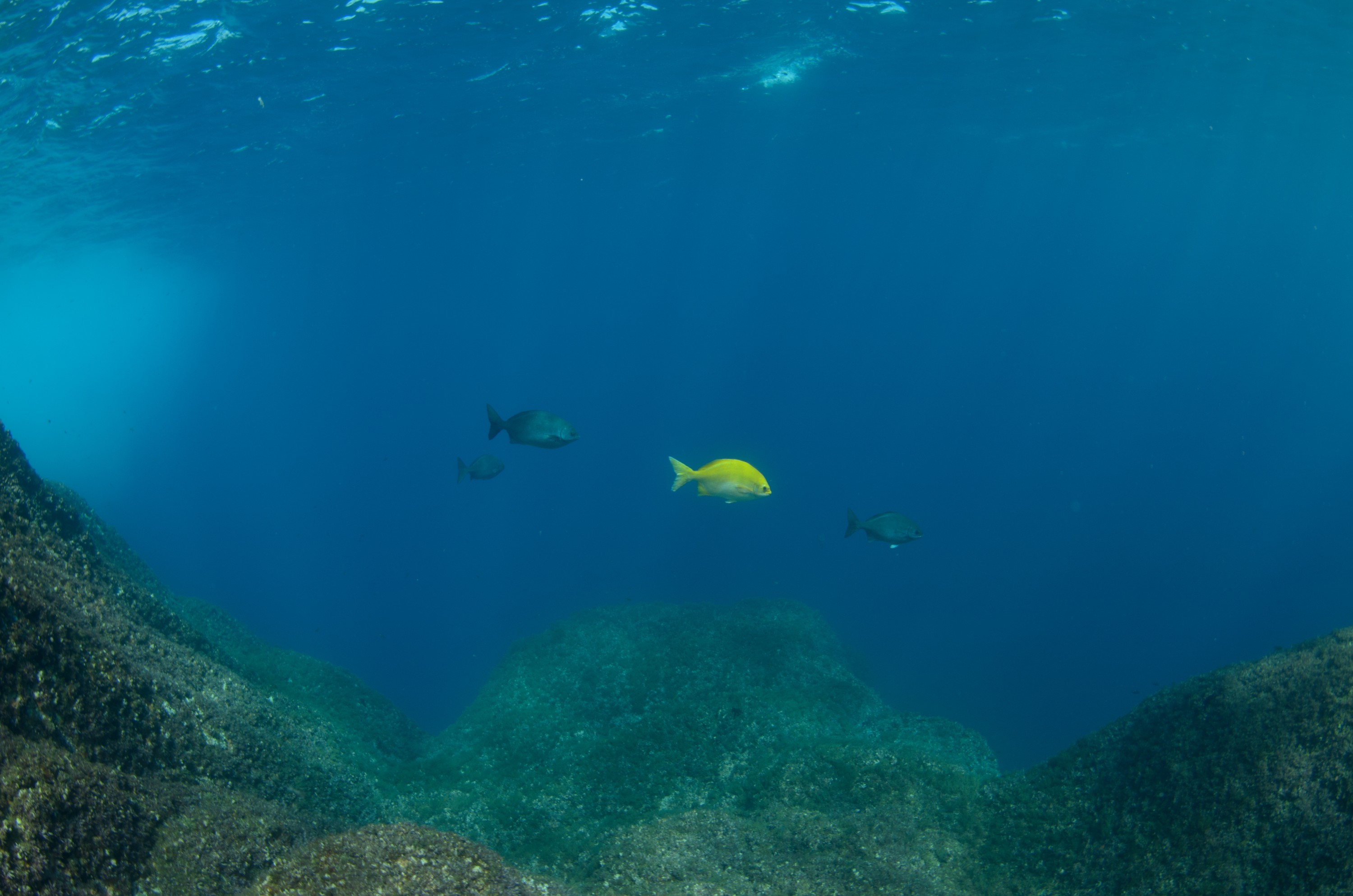 DSC_1618 – 2016, Kermadec, NIWA, New, October 16, RV, Zealand, crispin, expedition, kermadecs, marine, nz, ocean, reserve, sanctuary, seacology, seacologynz, tangaroa