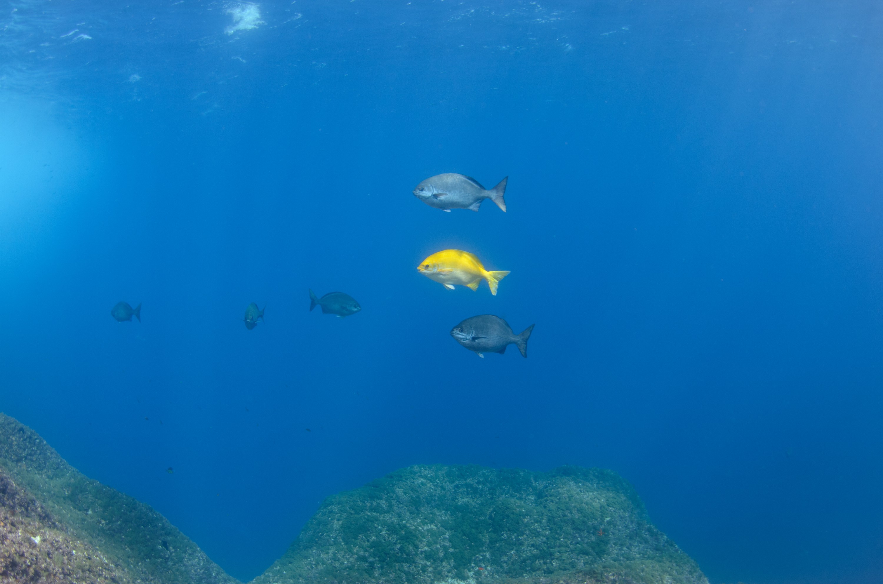 DSC_1619 – 2016, Kermadec, NIWA, New, October 16, RV, Zealand, crispin, expedition, kermadecs, marine, nz, ocean, reserve, sanctuary, seacology, seacologynz, tangaroa