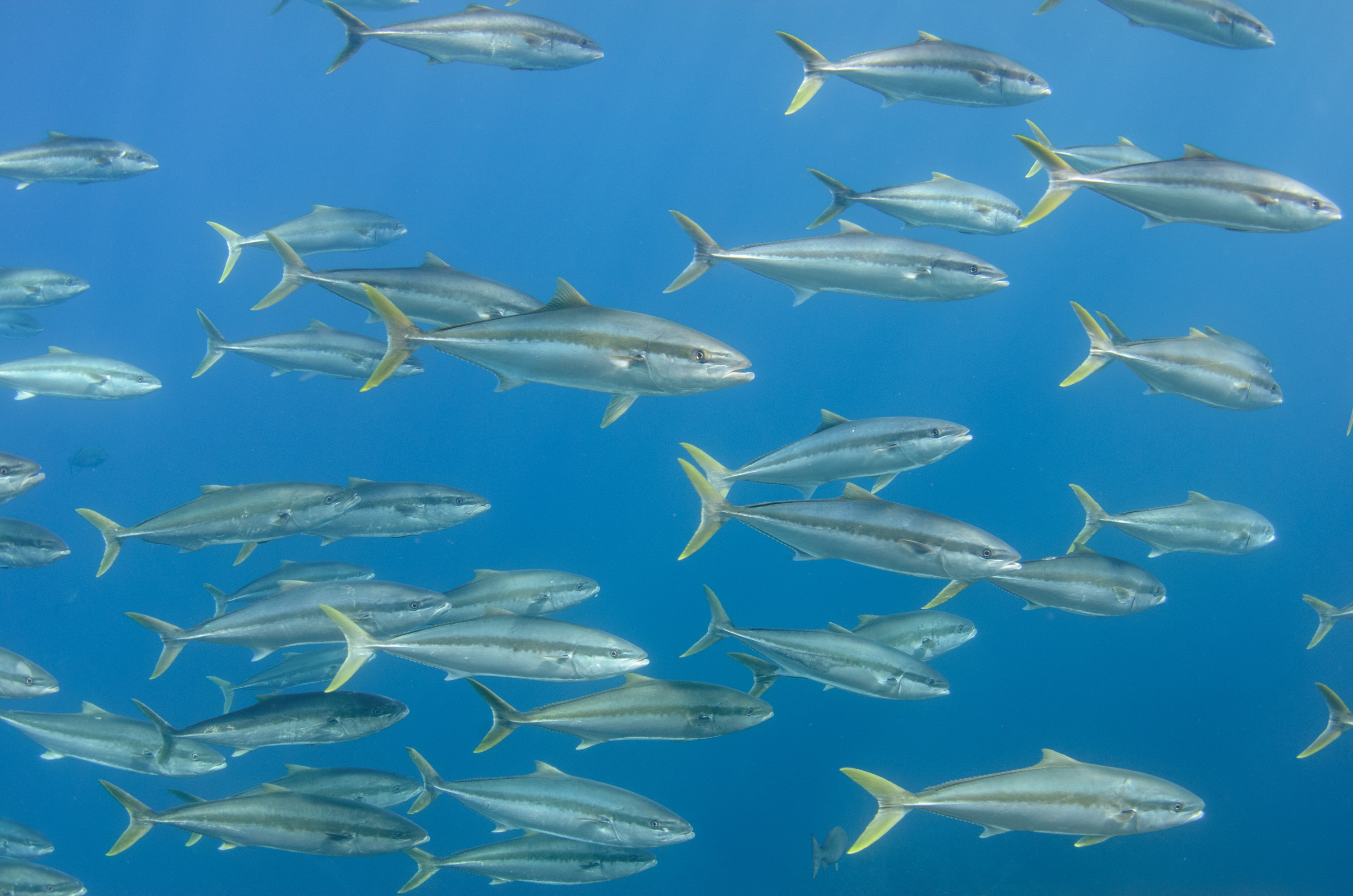 DSC_1640 – 2016, Kermadec, NIWA, New, October 16, RV, Seriola, Zealand, crispin, expedition, kermadecs, kingfish, lalandi, marine, nz, ocean, reserve, sanctuary, seacology, seacologynz, tangaroa