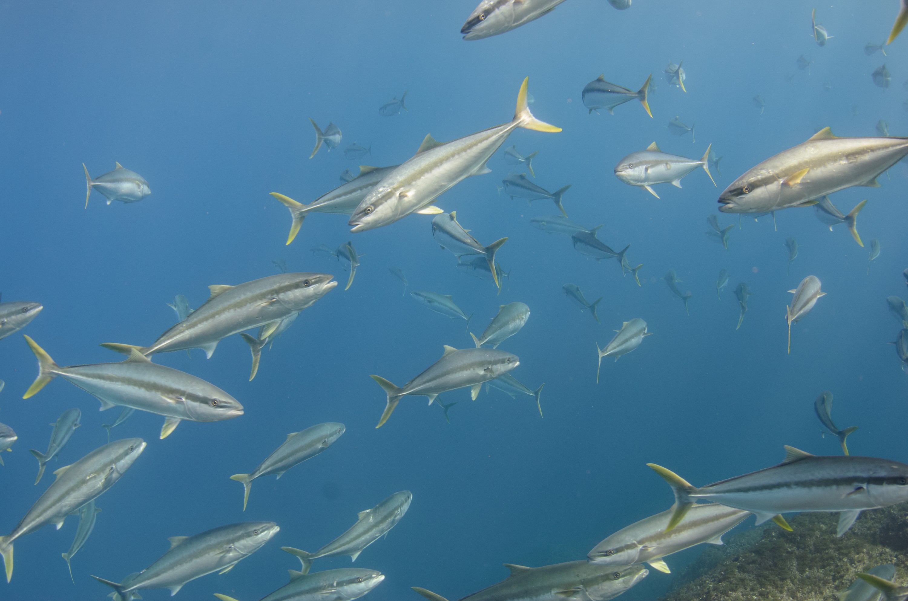 DSC_1643 – 2016, Kermadec, NIWA, New, October 16, RV, Seriola, Zealand, crispin, expedition, kermadecs, kingfish, lalandi, marine, nz, ocean, reserve, sanctuary, seacology, seacologynz, tangaroa