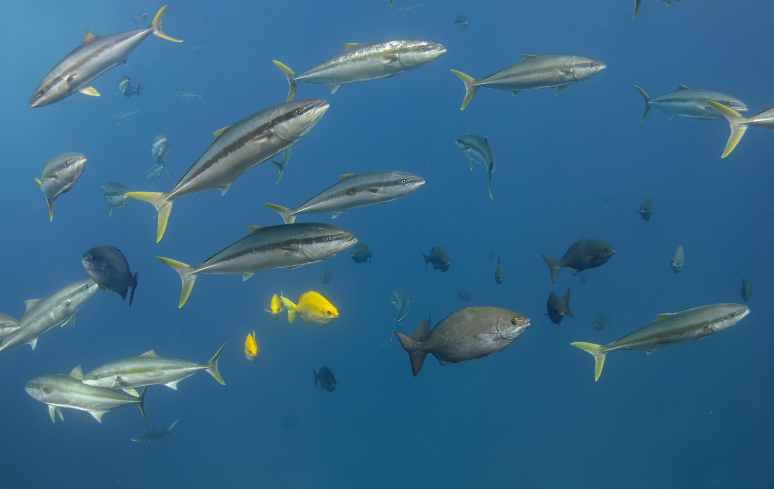 DSC_1655 – 2016, Kermadec, NIWA, New, October 16, RV, Seriola, Zealand, crispin, expedition, kermadecs, kingfish, lalandi, marine, nz, ocean, reserve, sanctuary, seacology, seacologynz, tangaroa