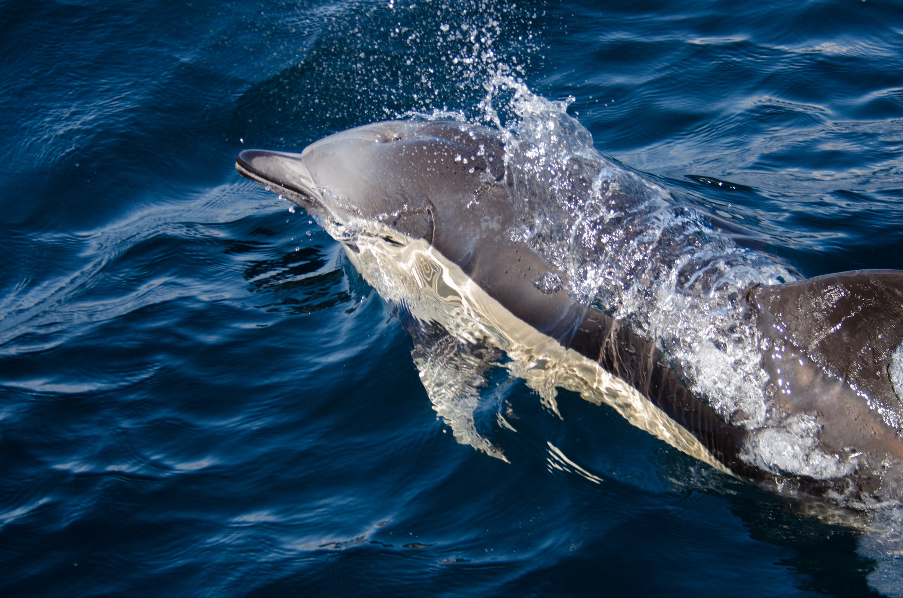 DSC_2844 – common dolphin, short -nosed, common, dolphin, cetacean, Delphinus, delphis, new zealand, nz, bow wave, blue water, oceanic, irene, nov16