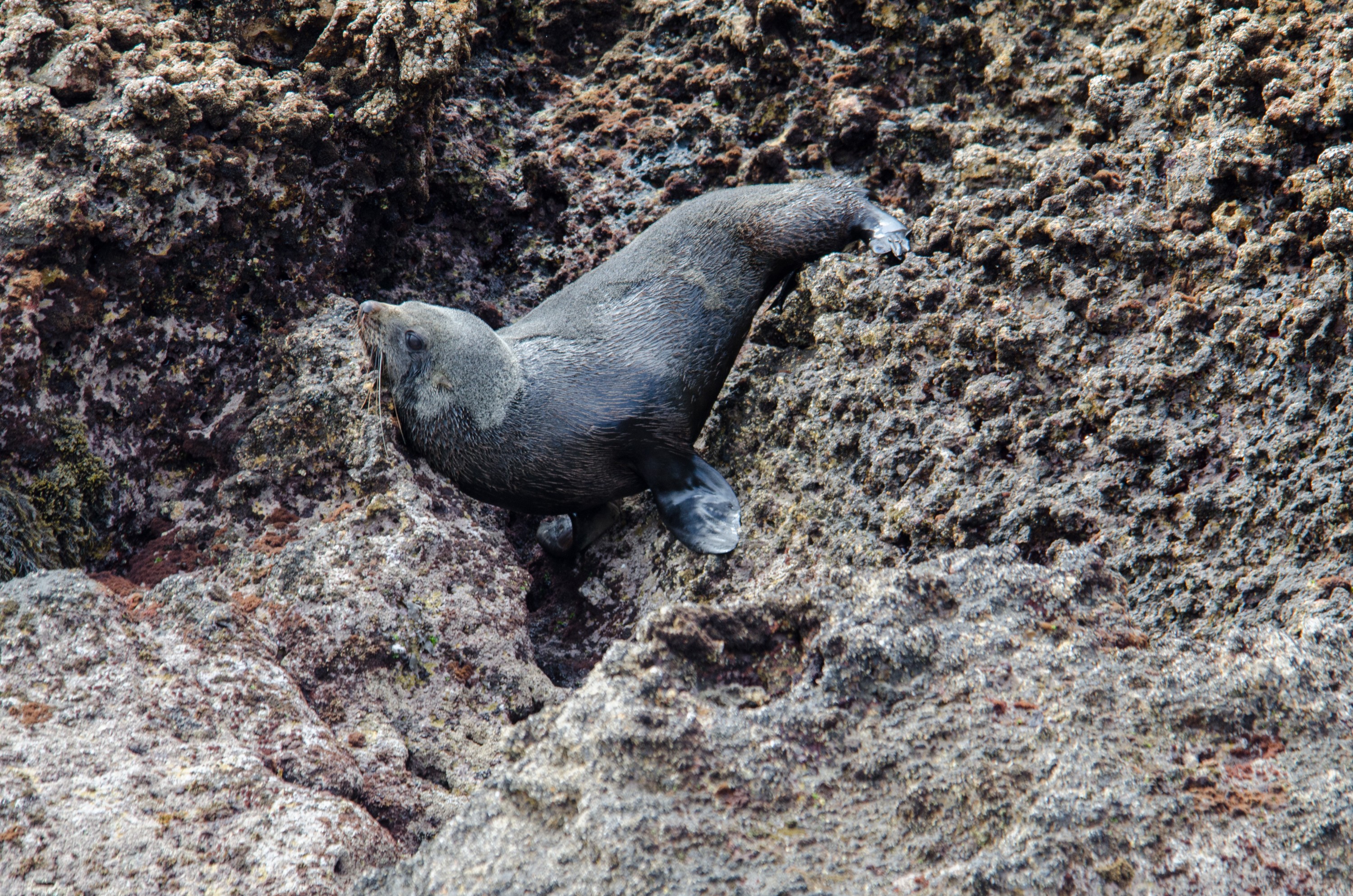 DSC_2926 – new zealand, nz, seal, fur seal, new zealand fur seal, kekeno, pinniped, southern, Arctocephalus forsteri, irene, nov16, poor knights islands