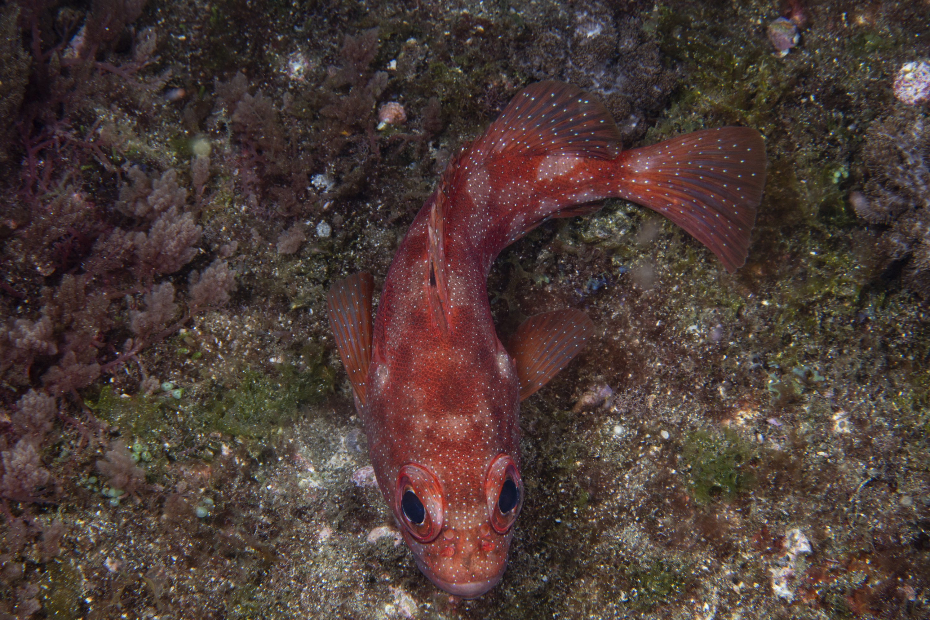 DSC_3566-2