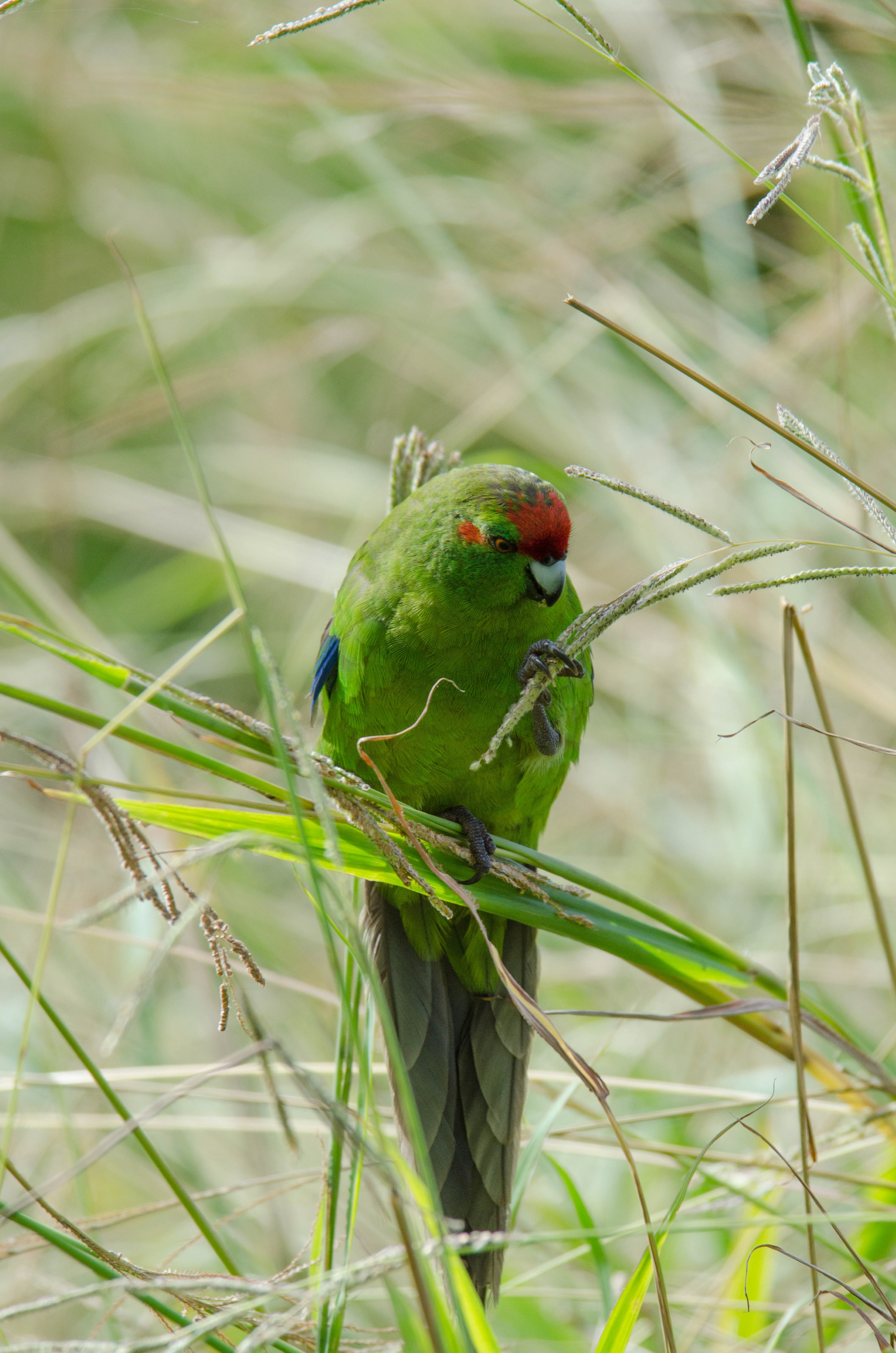 DSC_3601 – Cyanoramphus novaezelandiae, Kermadecs, Parakeet, Psittacidae, Rangitahua, Raoul, Red-crowned Parakeet, Sunday Island, bird, endemic, kakariki, kermadec, relict