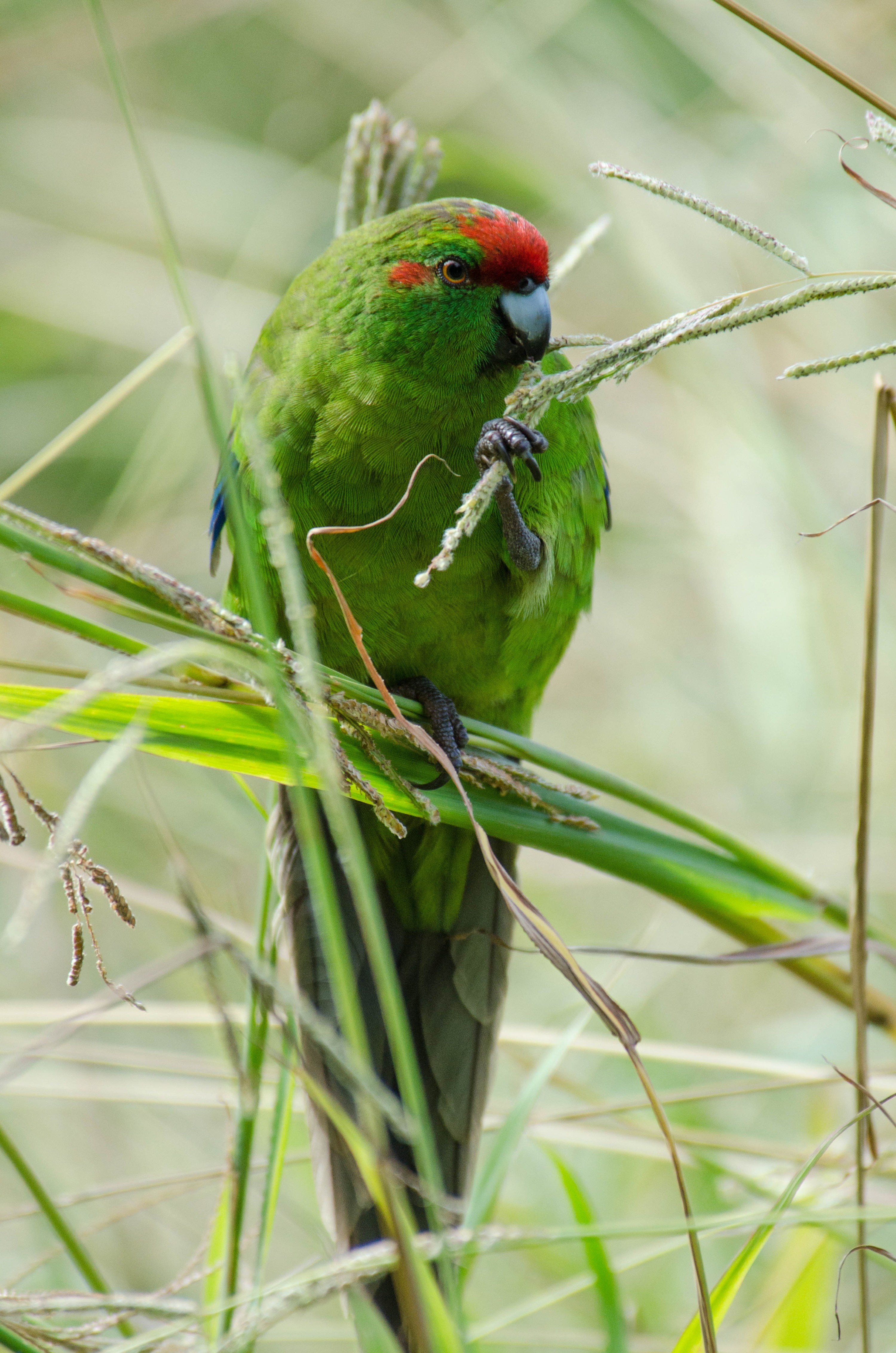 DSC_3613 – Cyanoramphus novaezelandiae, Kermadecs, Parakeet, Psittacidae, Rangitahua, Raoul, Red-crowned Parakeet, Sunday Island, bird, endemic, kakariki, kermadec, relict