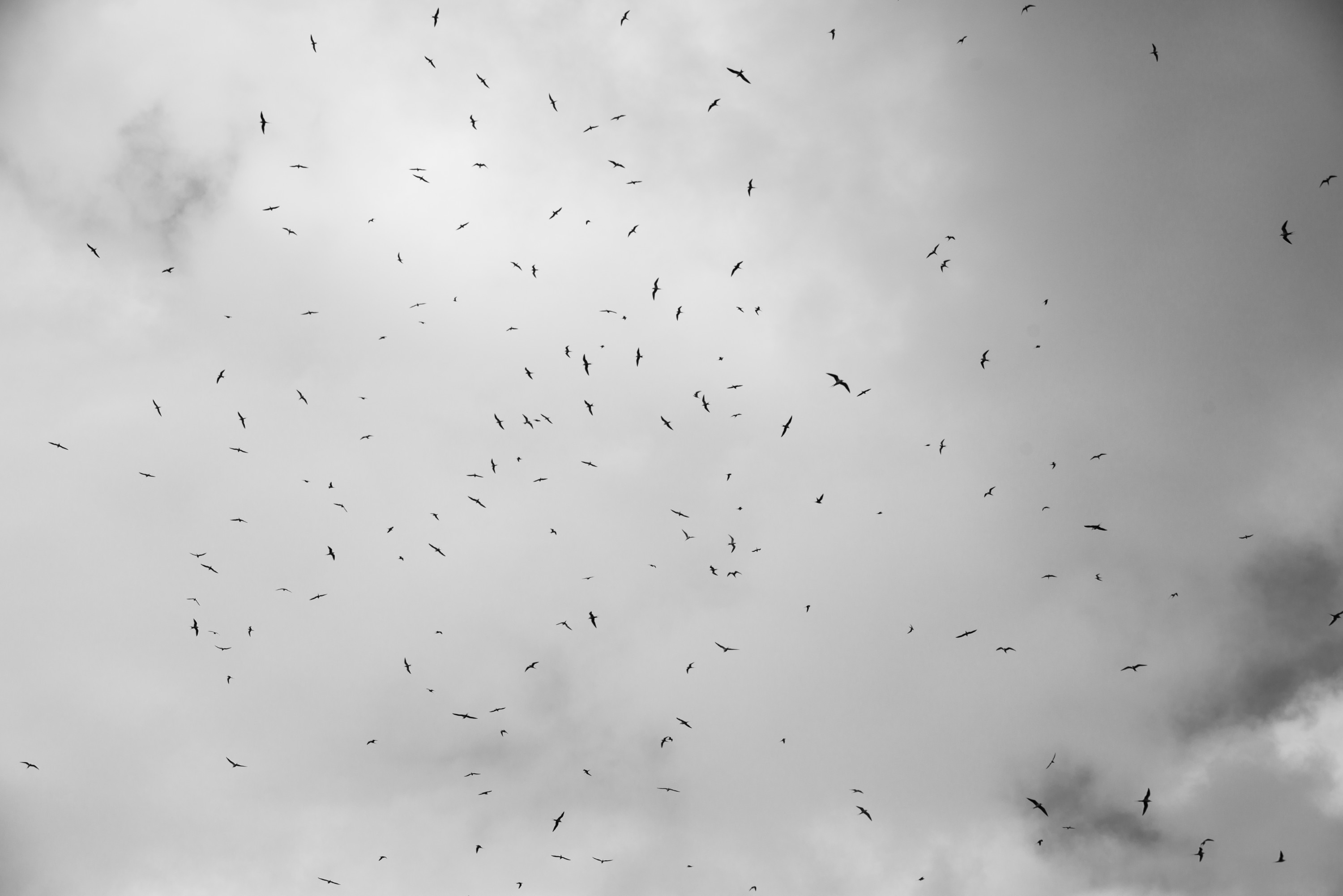 DSC_6941 – Kermadecs, Rangitahua, Raoul, kermadec, meyer islets, seabirds, terns
