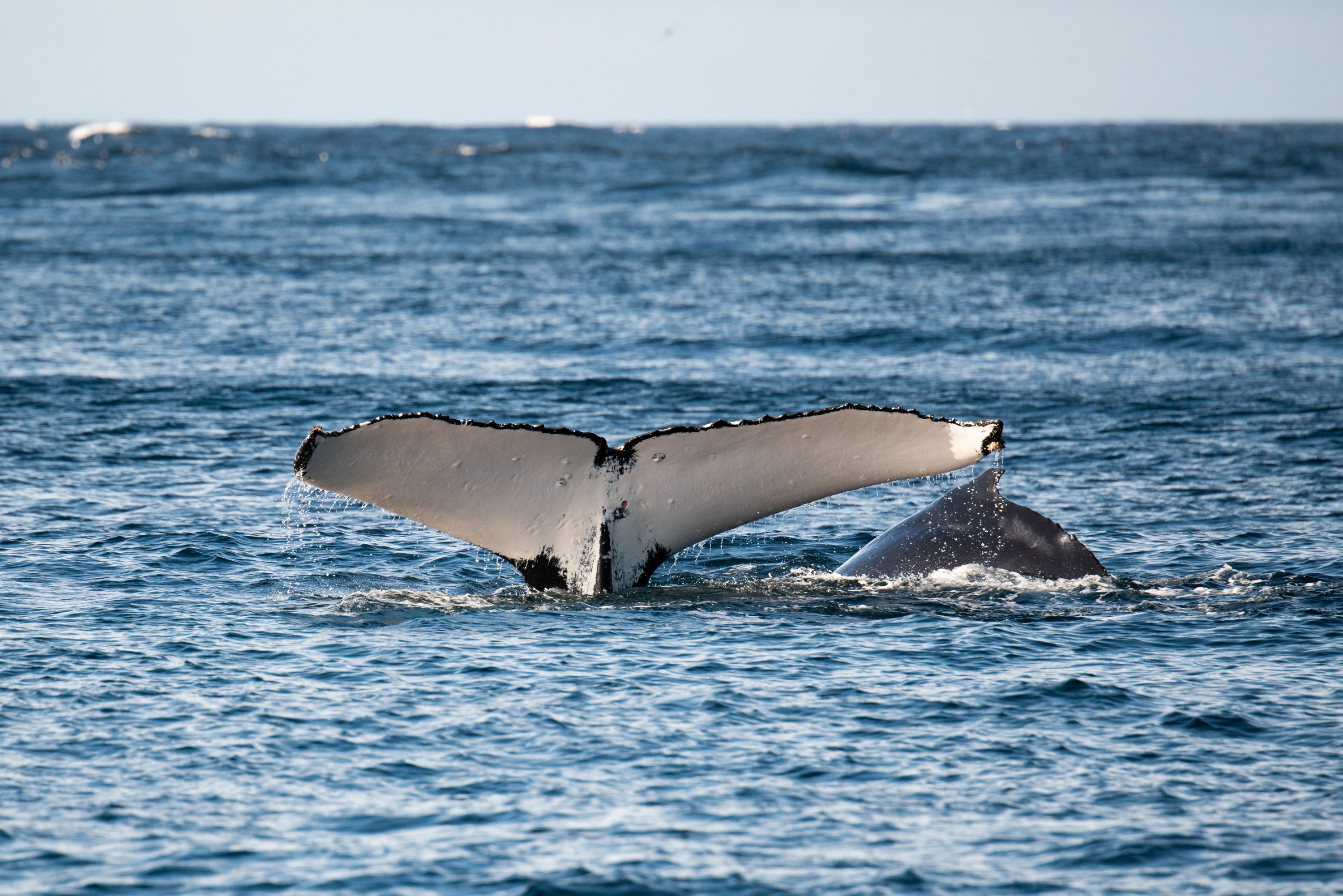 DSC_7343 – Kermadecs, Rangitahua, Raoul, humpback, humpback whale, kermadec, whale