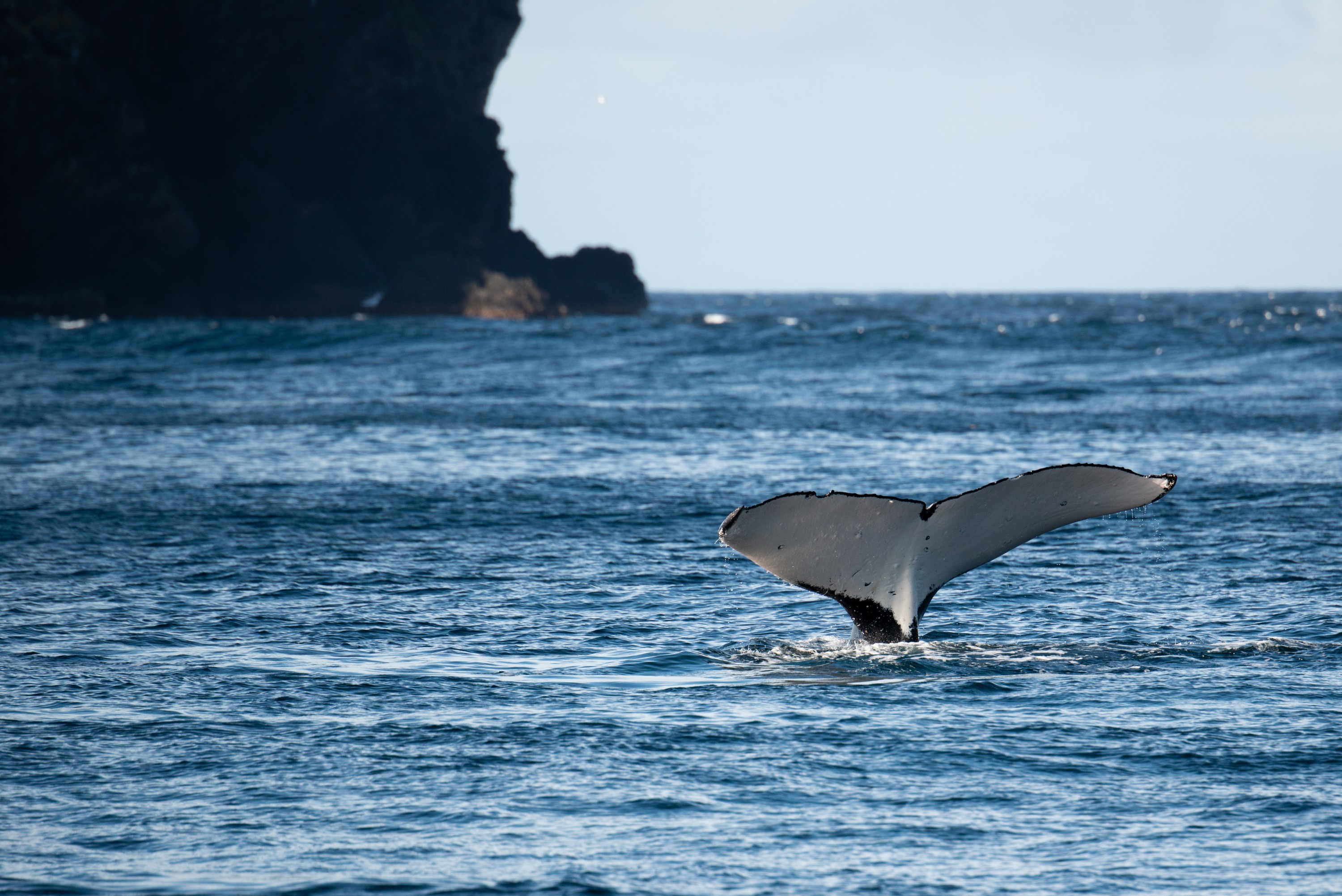 DSC_7350 – Kermadecs, Rangitahua, Raoul, humpback, humpback whale, kermadec, whale