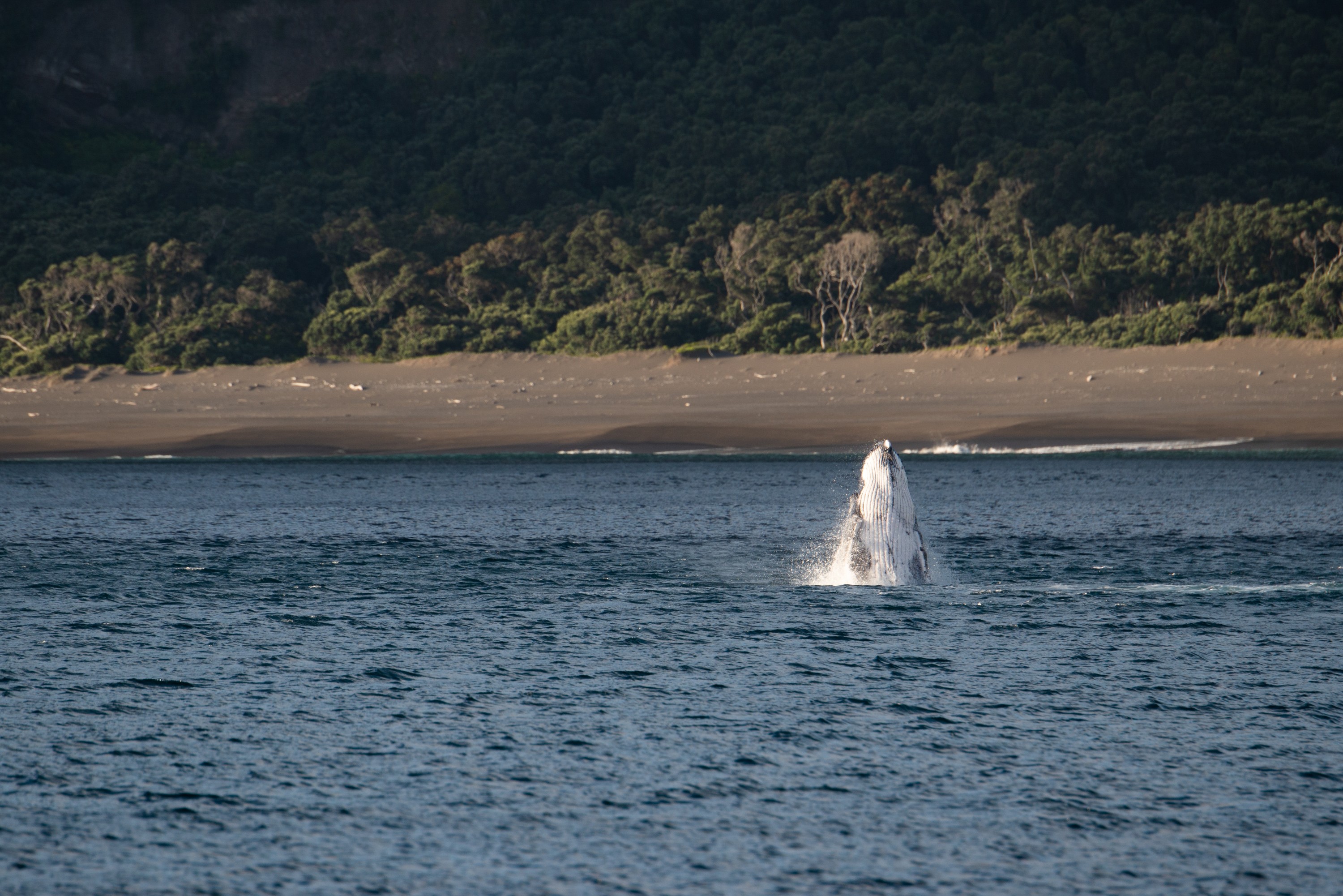 DSC_7710 – Denham bay, Kermadecs, Rangitahua, Raoul, breach, calf, humpback, humpback whale, kermadec, whale