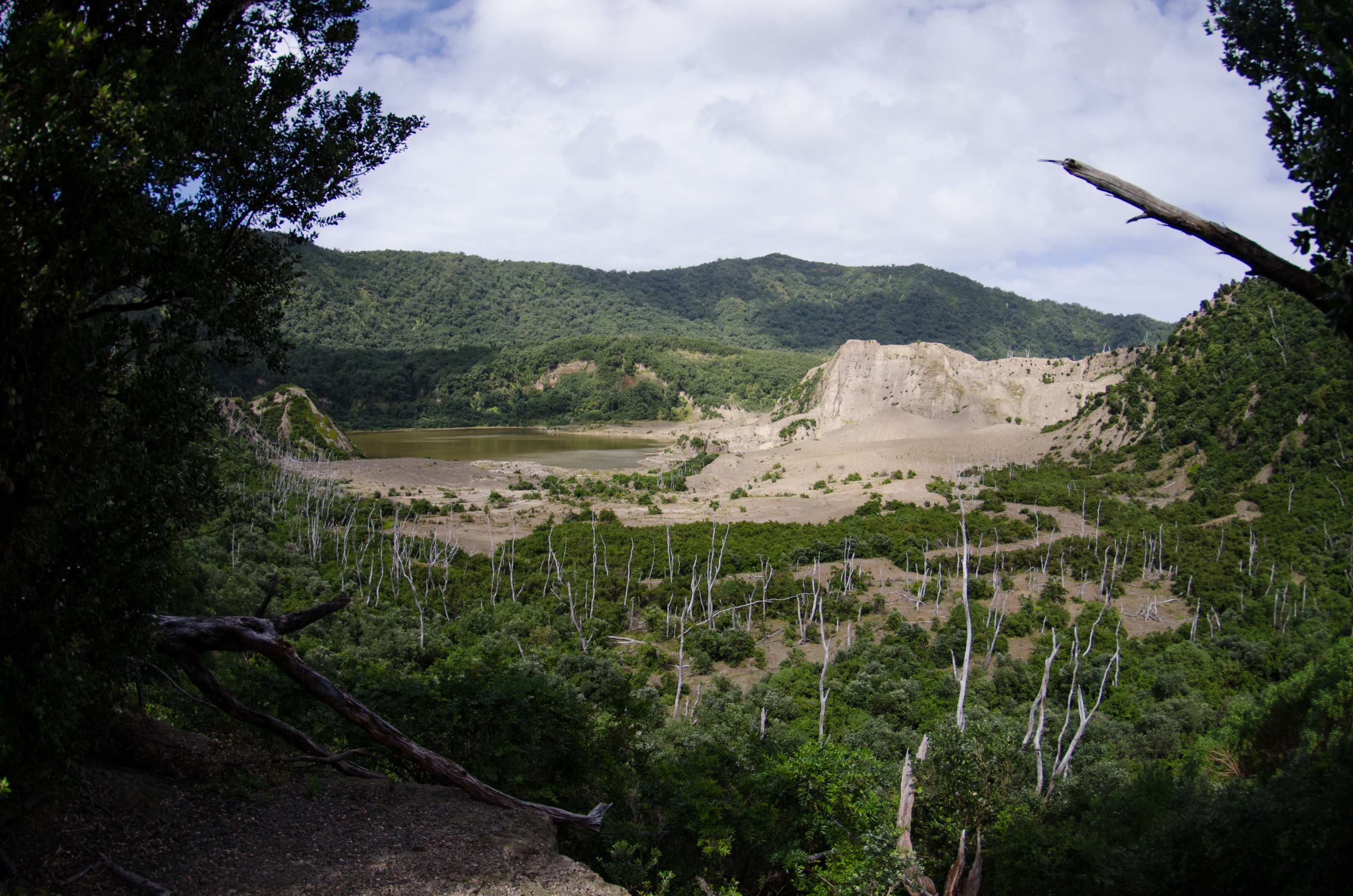 DSC_9313 – Caldera, Crater, Flora, Forest, Kermadecs, Native, Rangitahua, Raoul, Sunday Island, Volcano, bird, kermadec, plant