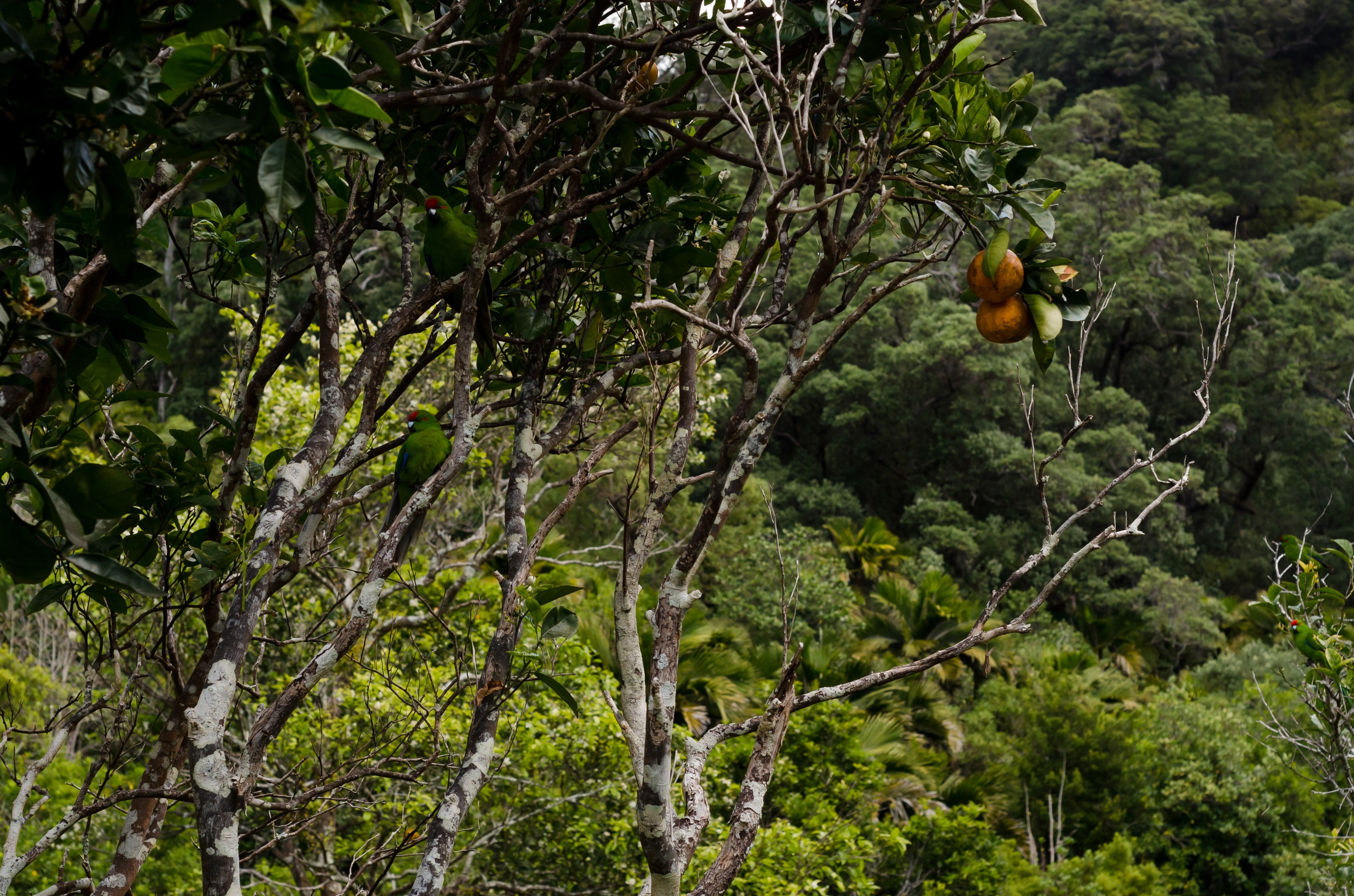 DSC_9560-2 – Bell family, Cyanoramphus novaezelandiae, Flora, Forest, Kermadecs, Native, Parakeet, Psittacidae, Rangitahua, Raoul, Red-crowned Parakeet, Sunday Island, bird, endemic, historic, kakariki, kermadec, orange tree, plant, relict