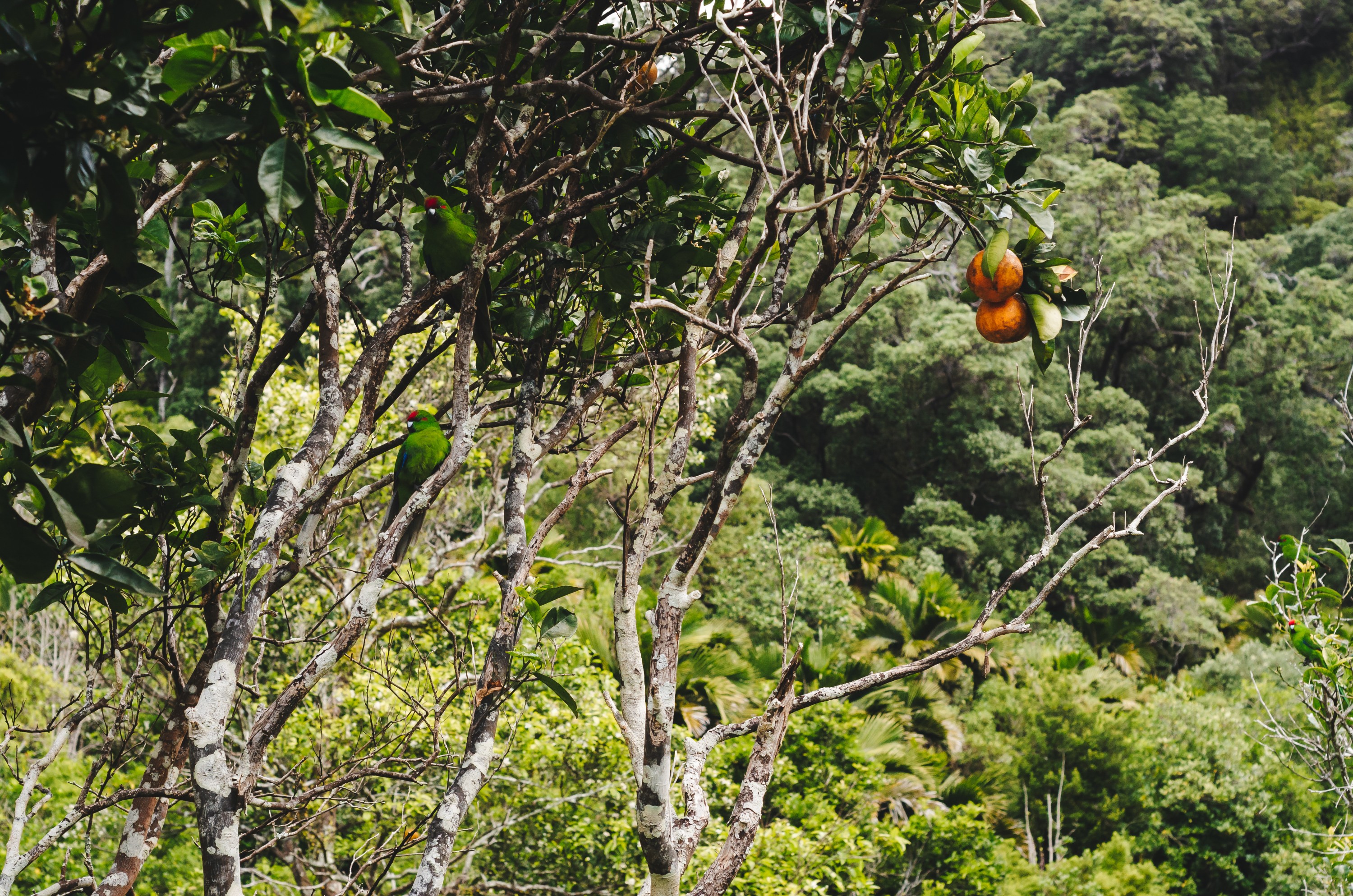 DSC_9560 – Bell family, Cyanoramphus novaezelandiae, Flora, Forest, Kermadecs, Native, Parakeet, Psittacidae, Rangitahua, Raoul, Red-crowned Parakeet, Sunday Island, bird, endemic, historic, kakariki, kermadec, orange tree, plant, relict