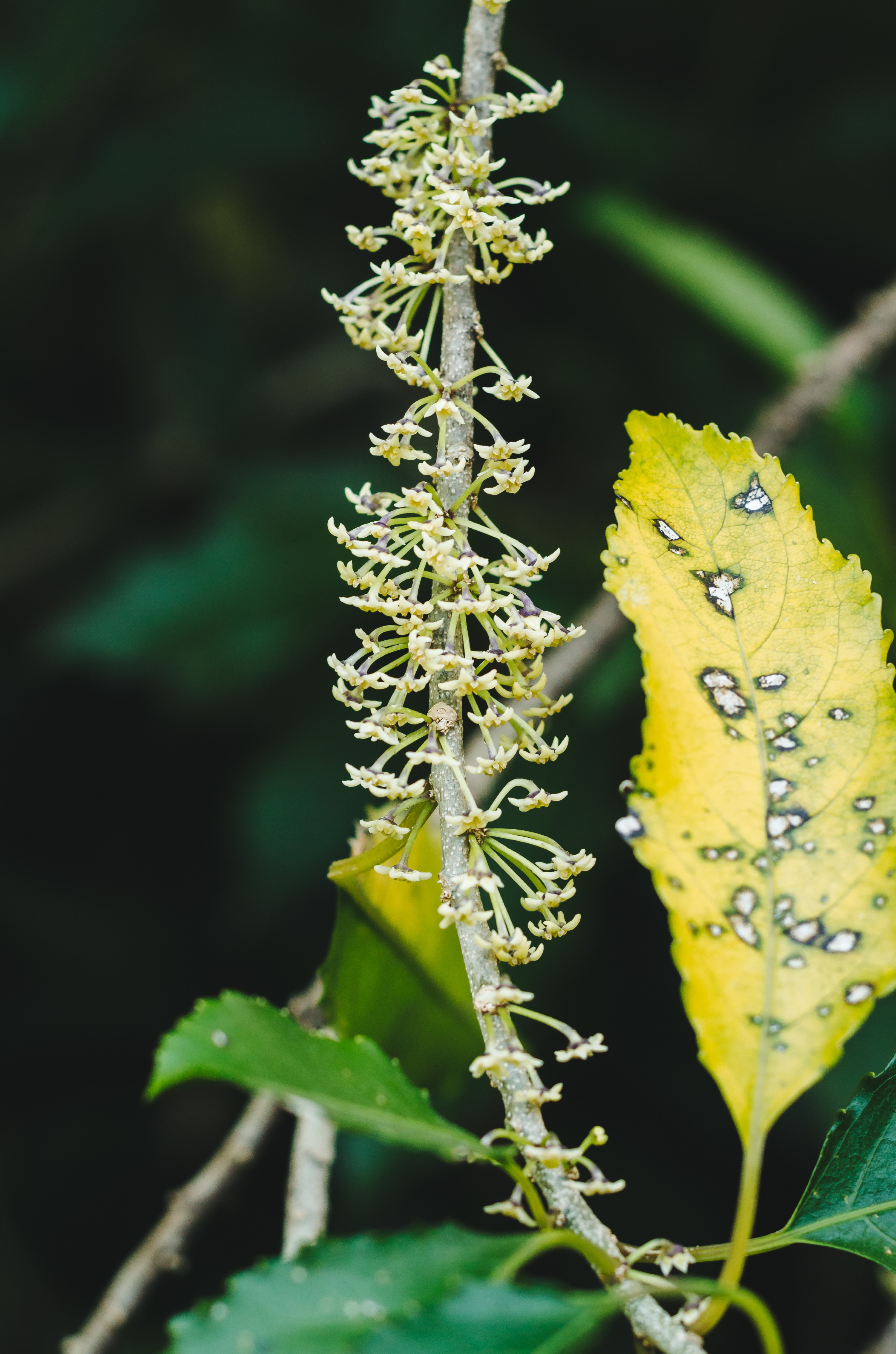 DSC_9574 – Flora, Forest, Kermadecs, Mahoe, Melicytus ramiflorus, Native, Rangitahua, Raoul, endemic, hinahina, kermadec, plant