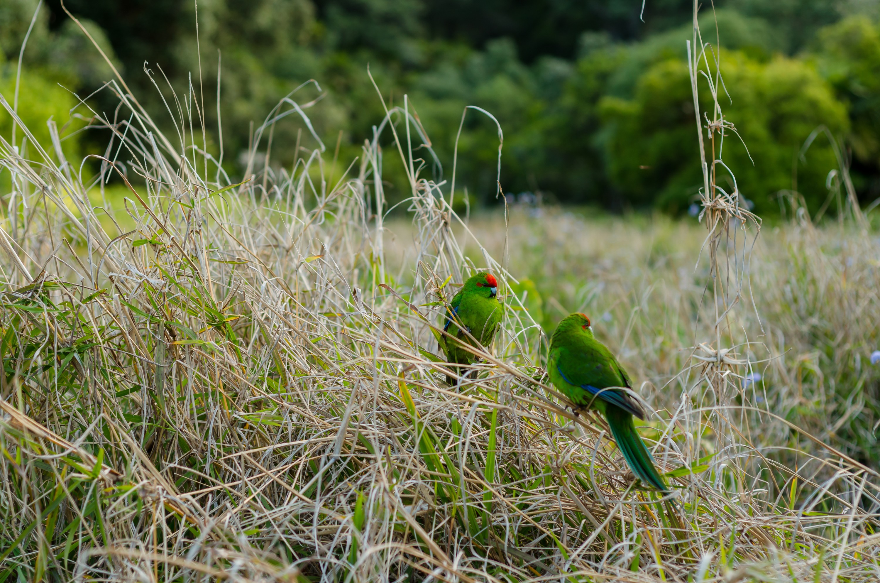 DSC_9604 – Cyanoramphus novaezelandiae, Kermadecs, Parakeet, Psittacidae, Rangitahua, Raoul, Red-crowned Parakeet, Sunday Island, bird, endemic, kakariki, kermadec, relict