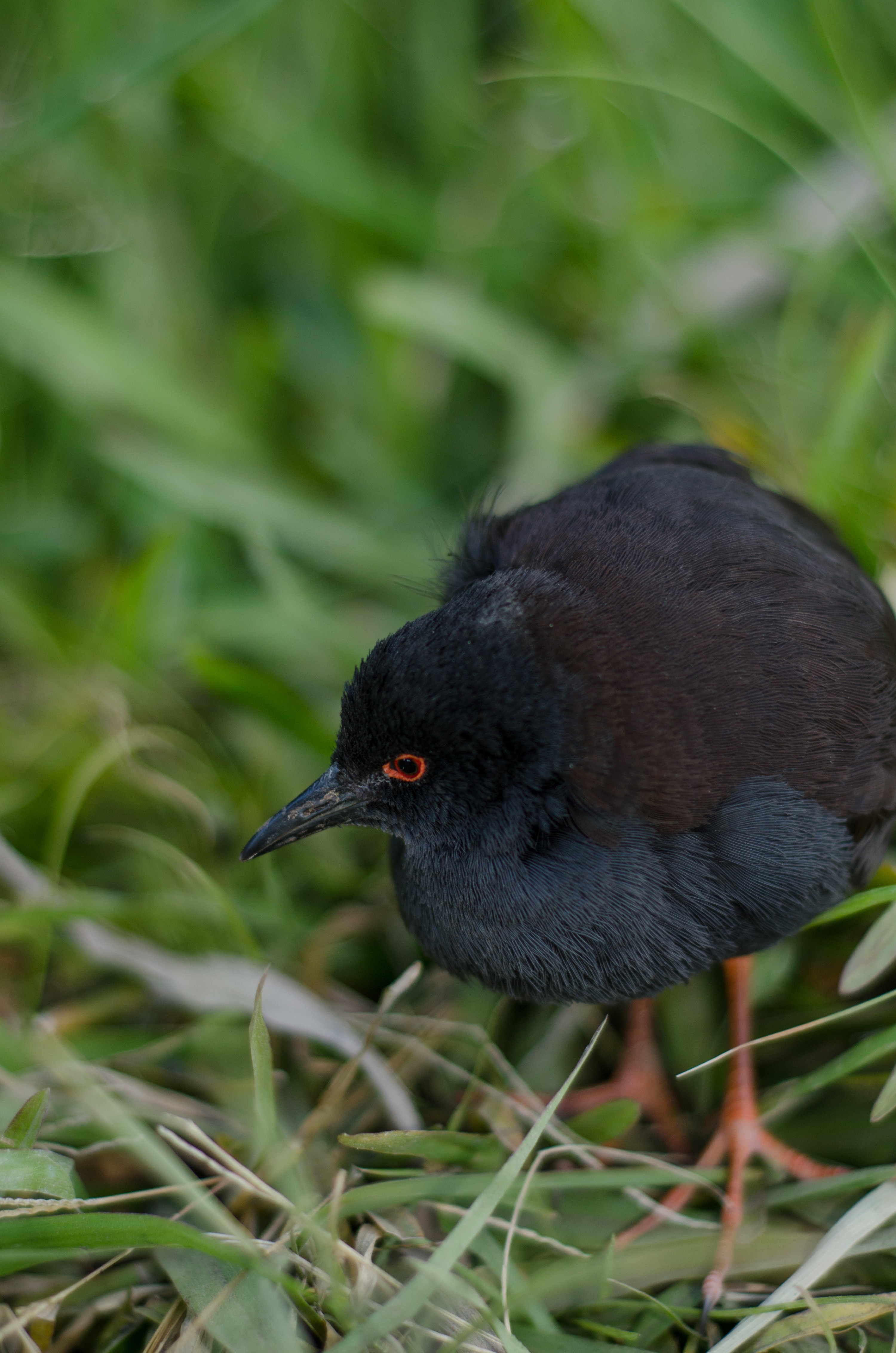 DSC_9636 – Crake, Kermadecs, Porzana tabuensis, Rallidae, Rangitahua, Raoul, Spotless crake, Sunday Island, bird, kermadec