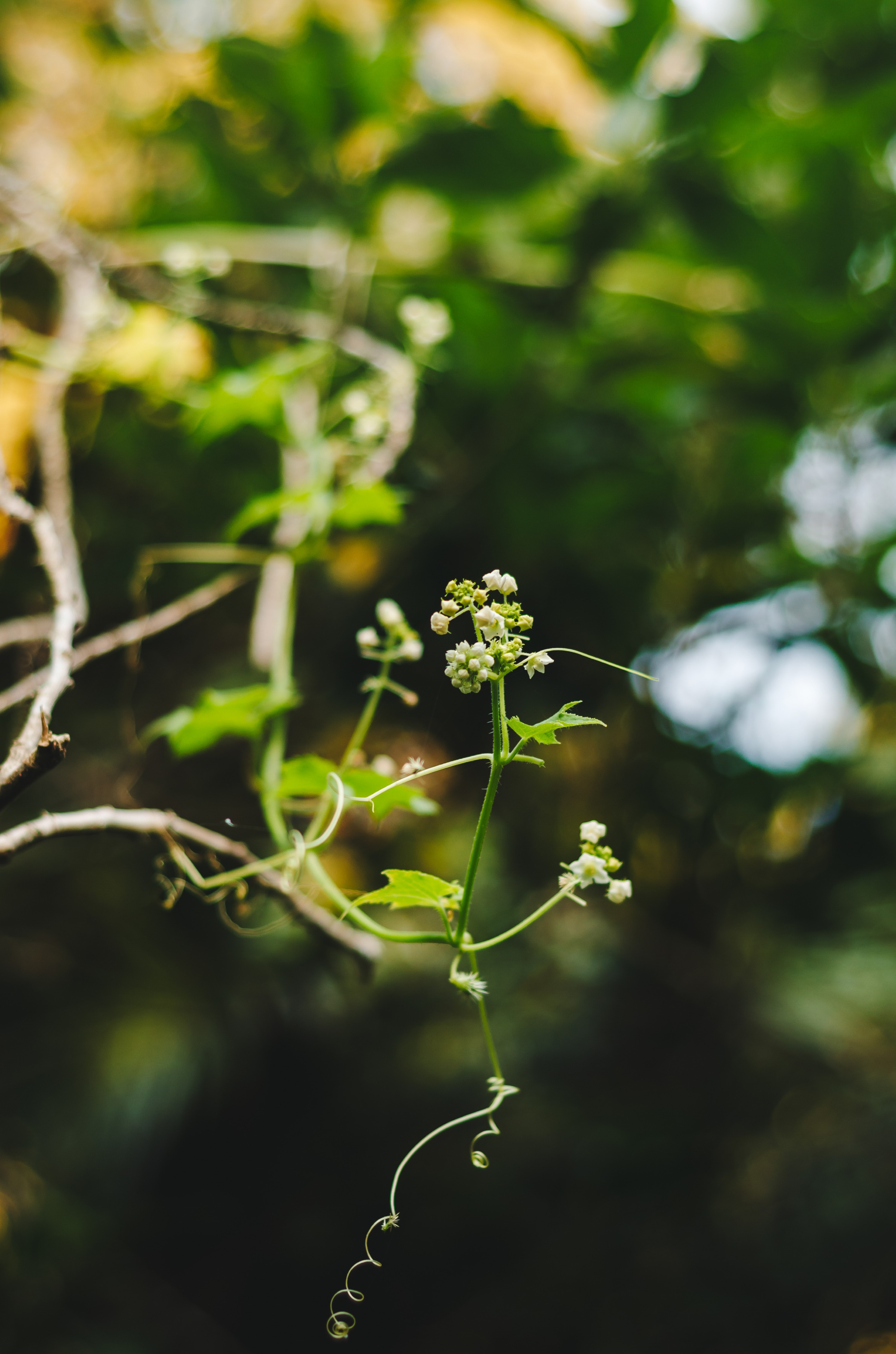 DSC_9647 – Cucurbitaceae, Flora, Forest, Kermadecs, Native, Rangitahua, Raoul, Sicyos mawhai, ambush vine, climber, cucumber, endemic, kermadec, mawhai, plant, rare, relict, vine