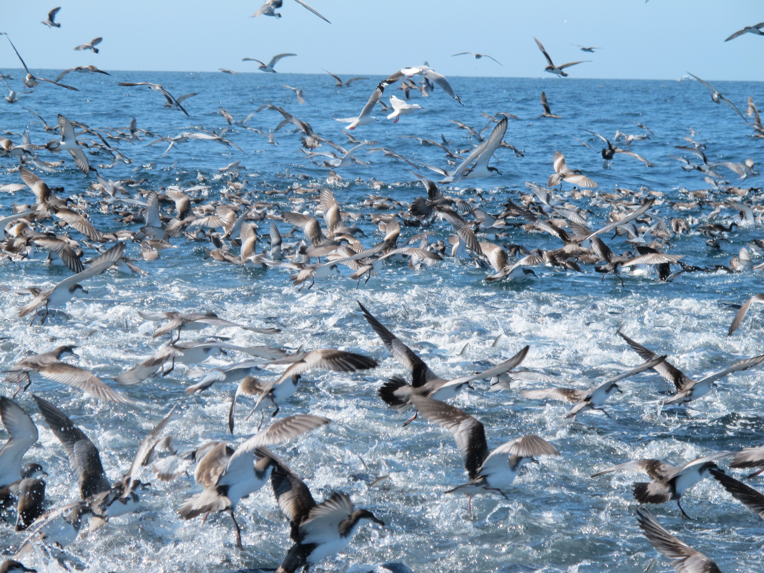 IMG_2513 – irene, aug16, bird, nz, new, zealand, avifauna, fauna, poor knights, islands, bullers, shearwater, puffinus, bulleri, feeding, work-up