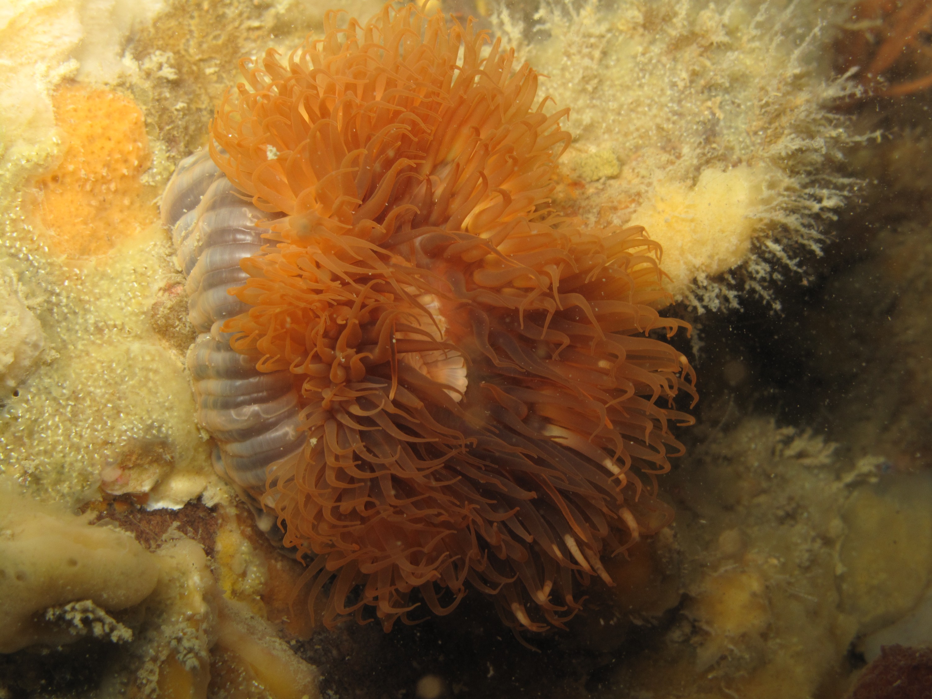 IMG_3212 – kermadec, islands, kermadecs, dive, images, remote, doc, sub tropical, subtropical, sub-tropical, marine, reserve, expedition, lust for rust, mesley, crispin, nz, new, zealand, new zealand, Unknown, Anemone, Dendrophyllia, crispin, Kermadecs 13,