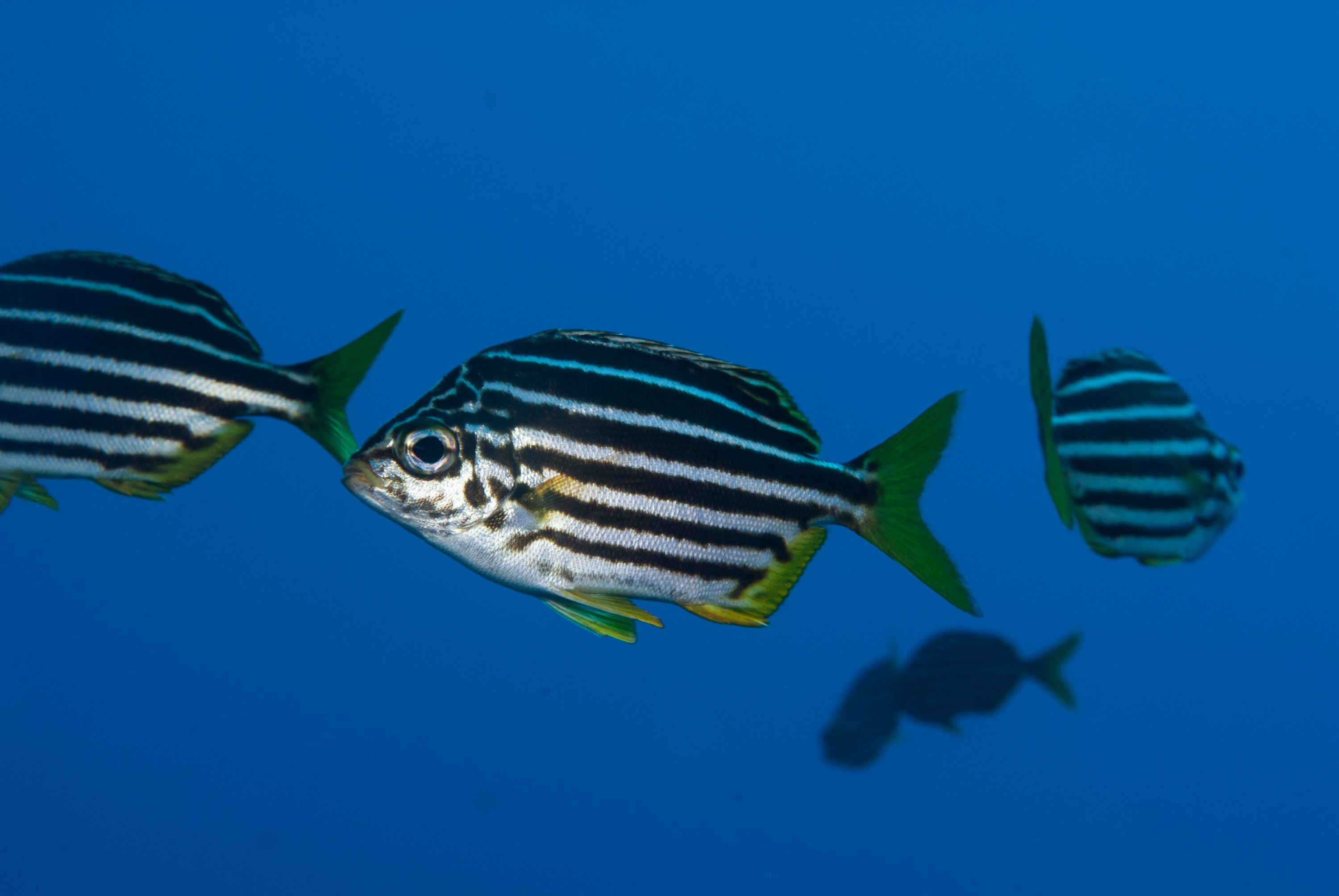 _JFG2378 – kermadec, islands, kermadecs, dive, images, remote, doc, sub tropical, subtropical, sub-tropical, marine, reserve, expedition, lust for rust, mesley, crispin, nz, new, zealand, new zealand, Mado, Atypichthys, latus, crispin, Kermadecs 13,