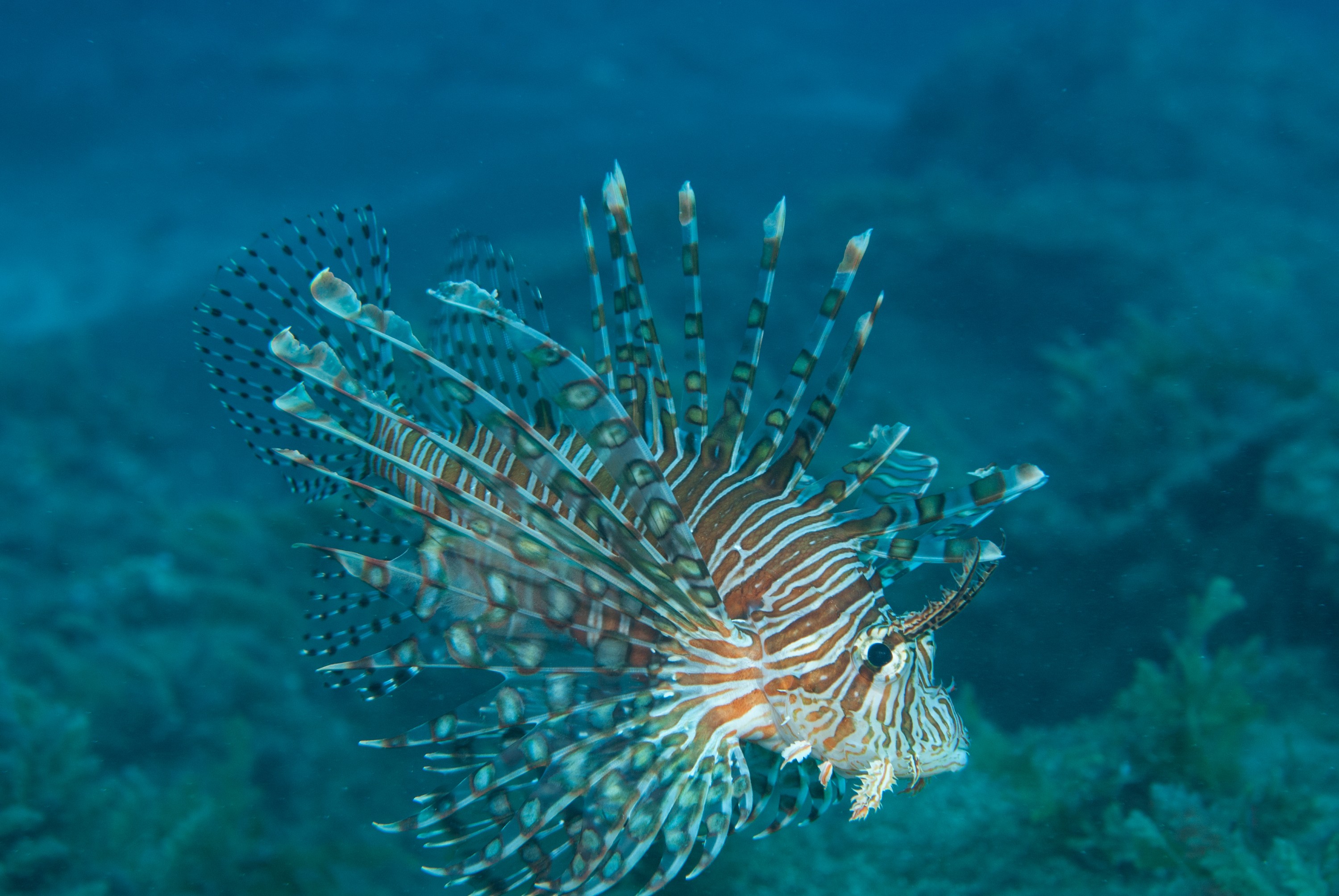_JFG2381 – kermadec, islands, kermadecs, dive, images, remote, doc, sub tropical, subtropical, sub-tropical, marine, reserve, expedition, lust for rust, mesley, crispin, nz, new, zealand, new zealand, Lionfish, Pterois, volitan, crispin, Kermadecs 13,