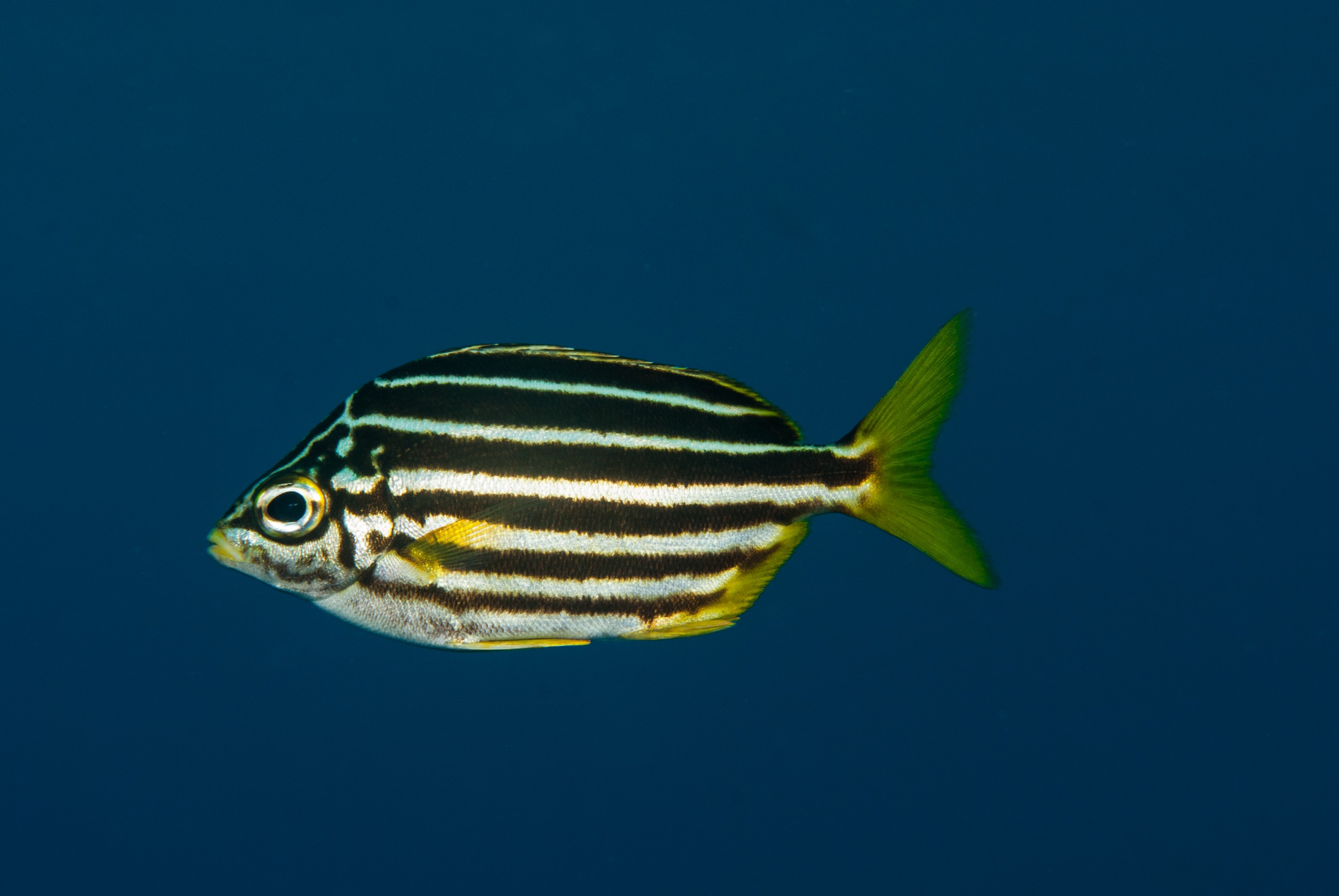 _JFG2397 – kermadec, islands, kermadecs, dive, images, remote, doc, sub tropical, subtropical, sub-tropical, marine, reserve, expedition, lust for rust, mesley, crispin, nz, new, zealand, new zealand, Mado, Atypichthys, latus, crispin, Kermadecs 13,