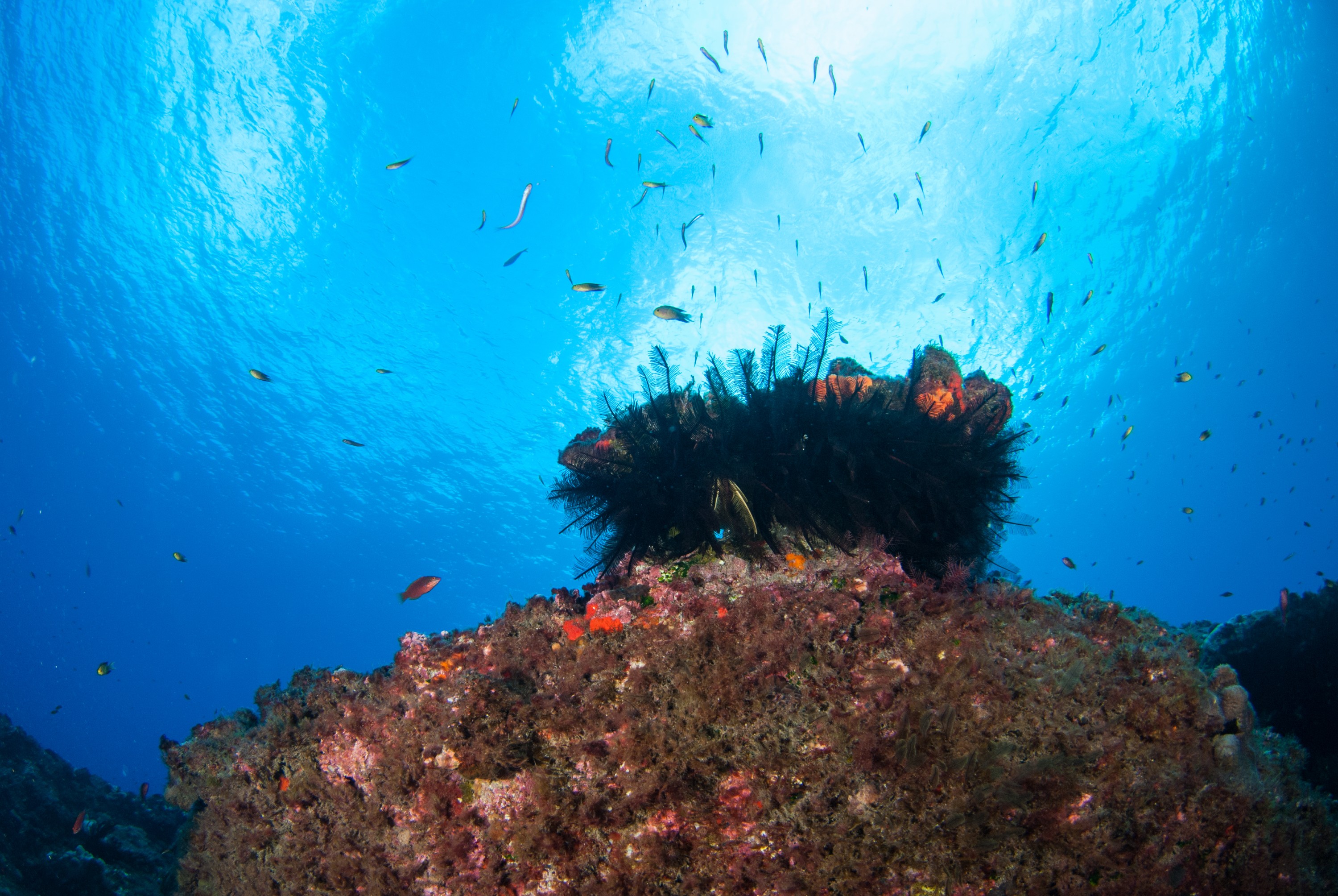 _JFG2454 – kermadec, islands, kermadecs, dive, images, remote, doc, sub tropical, subtropical, sub-tropical, marine, reserve, expedition, lust for rust, mesley, crispin, nz, new, zealand, new zealand, Reef, crinoid, starfish, star, fish, feather, crispin, Kermadecs 13,