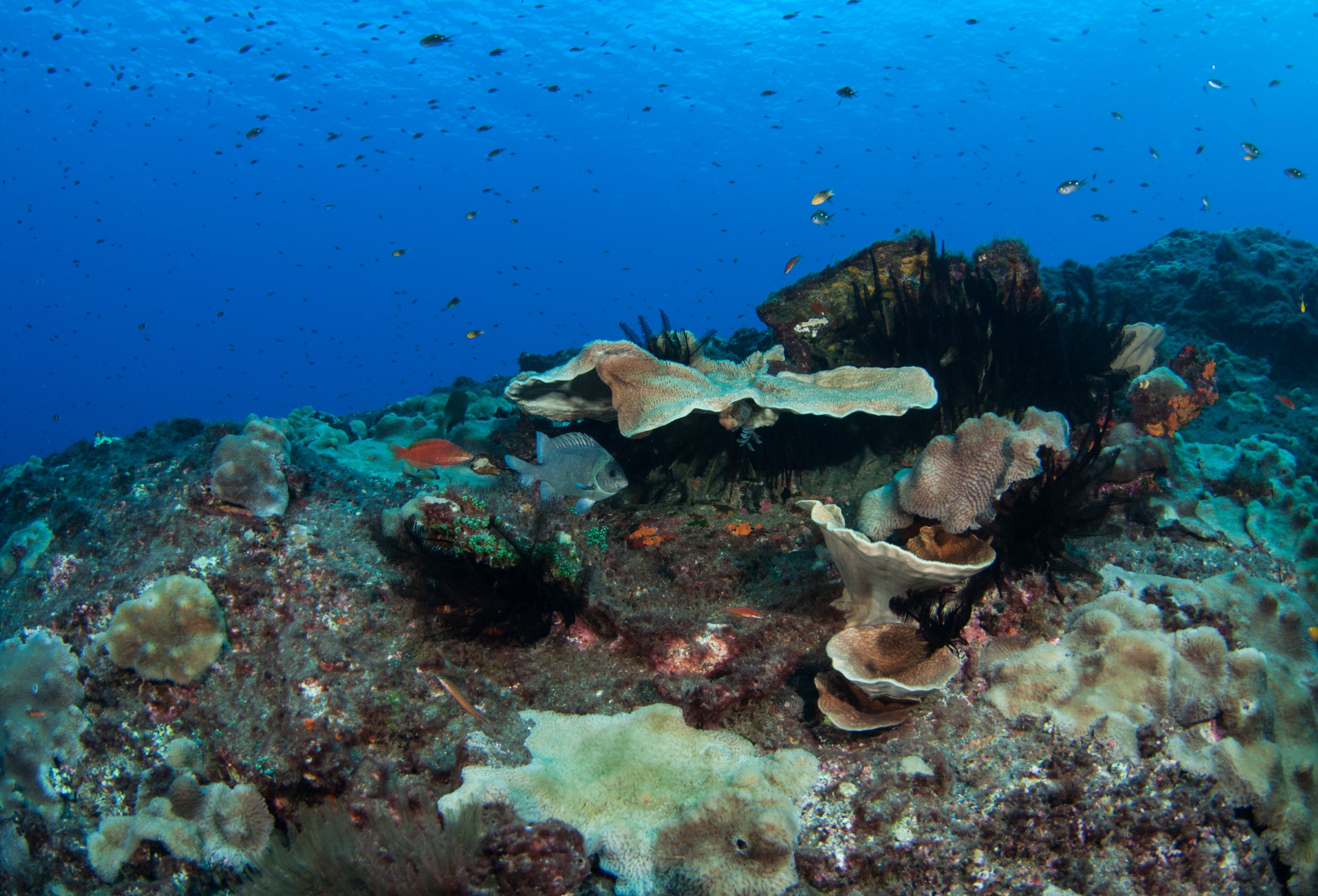 _JFG2498 – kermadec, islands, kermadecs, dive, images, remote, doc, sub tropical, subtropical, sub-tropical, marine, reserve, expedition, lust for rust, mesley, crispin, nz, new, zealand, new zealand, reef, crispin, Kermadecs 13,