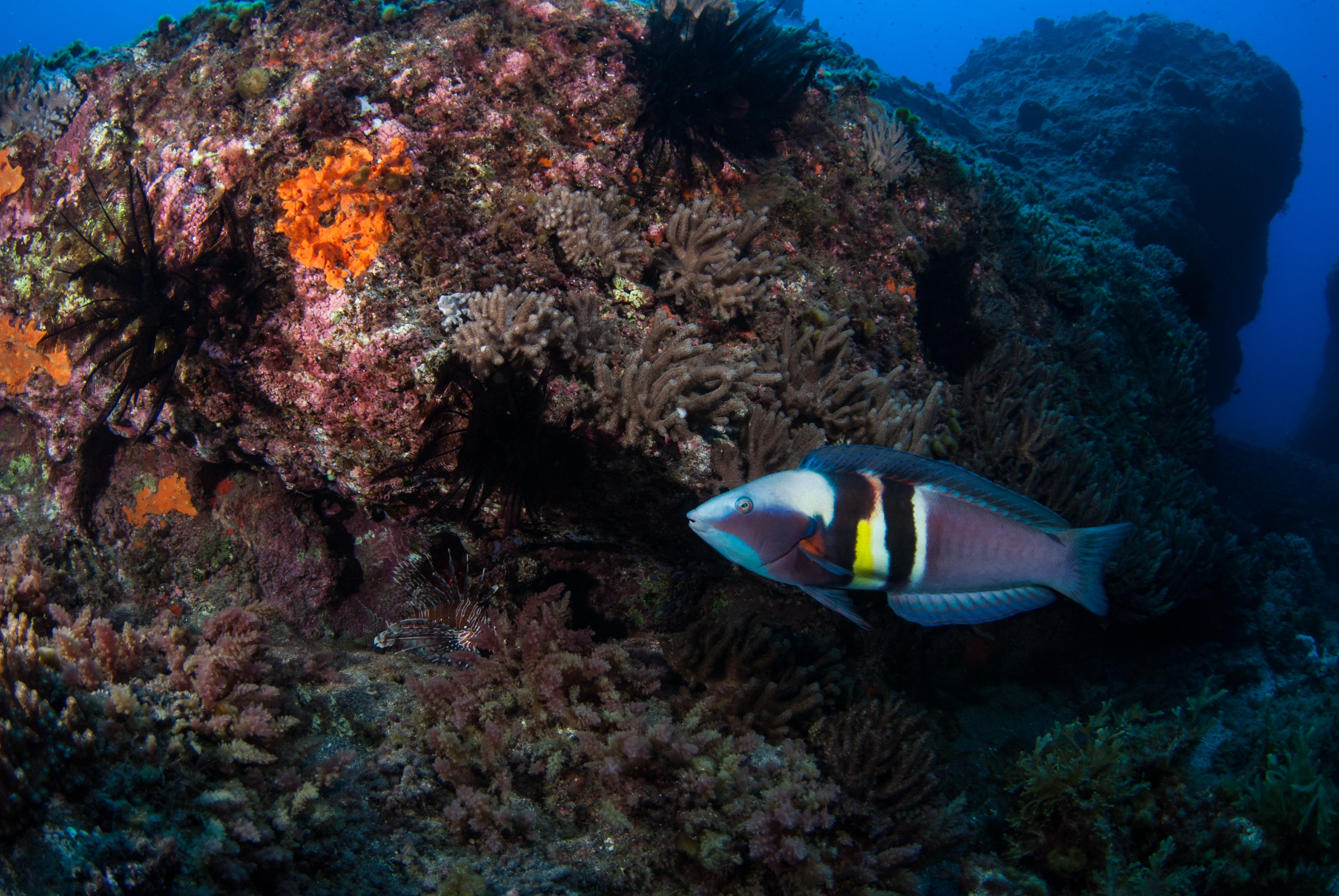 _JFG2586 – kermadec, islands, kermadecs, dive, images, remote, doc, sub tropical, subtropical, sub-tropical, marine, reserve, expedition, lust for rust, mesley, crispin, nz, new, zealand, new zealand, Sandagers, wrasse, Coris, sandageri, crispin, Kermadecs 13,