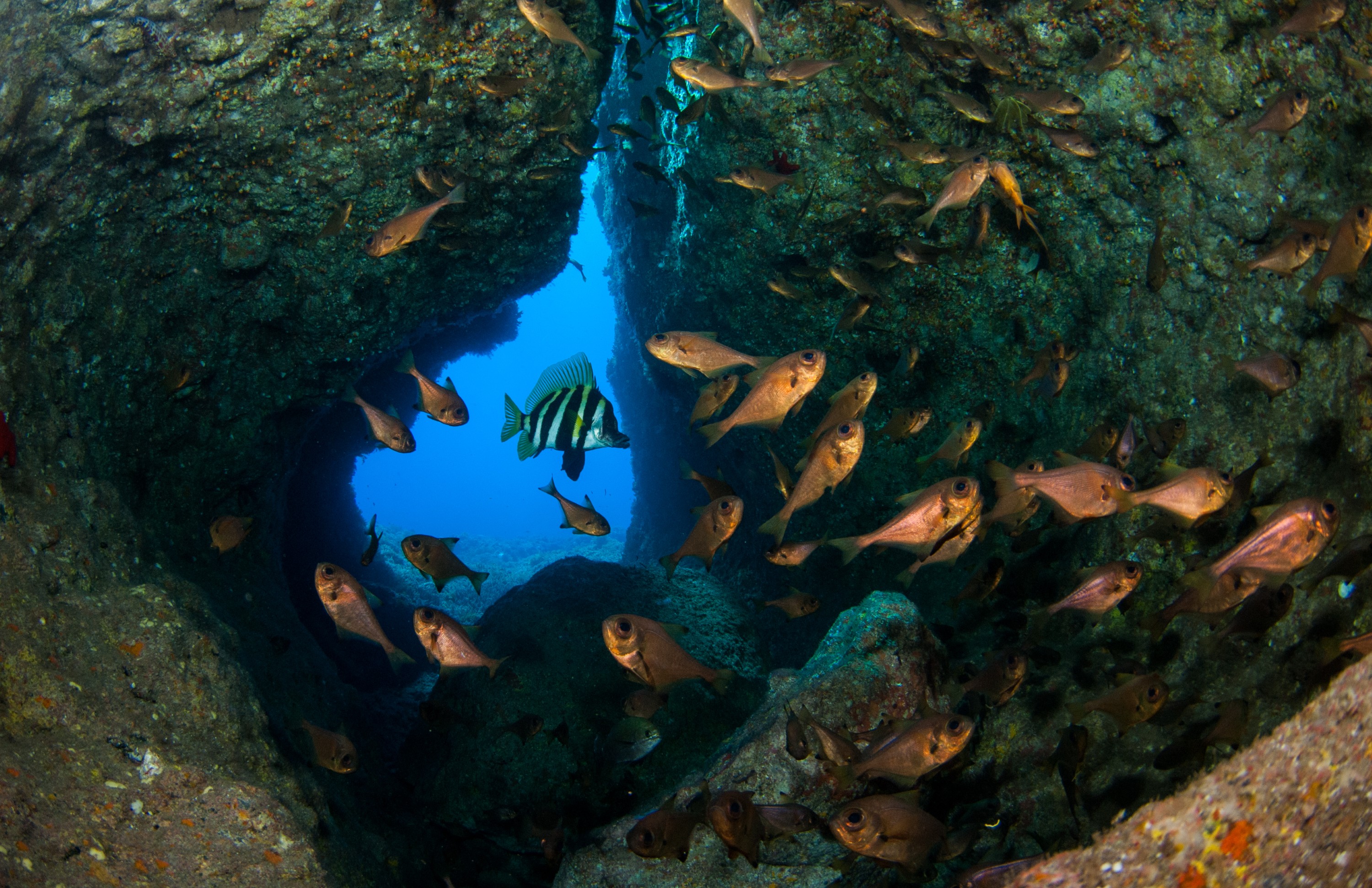 _JFG2626 – kermadec, islands, kermadecs, dive, images, remote, doc, sub tropical, subtropical, sub-tropical, marine, reserve, expedition, lust for rust, mesley, crispin, nz, new, zealand, new zealand, Striped, boarfish, boar, fish, Evistias, acutirostris, crispin, Kermadecs 13,