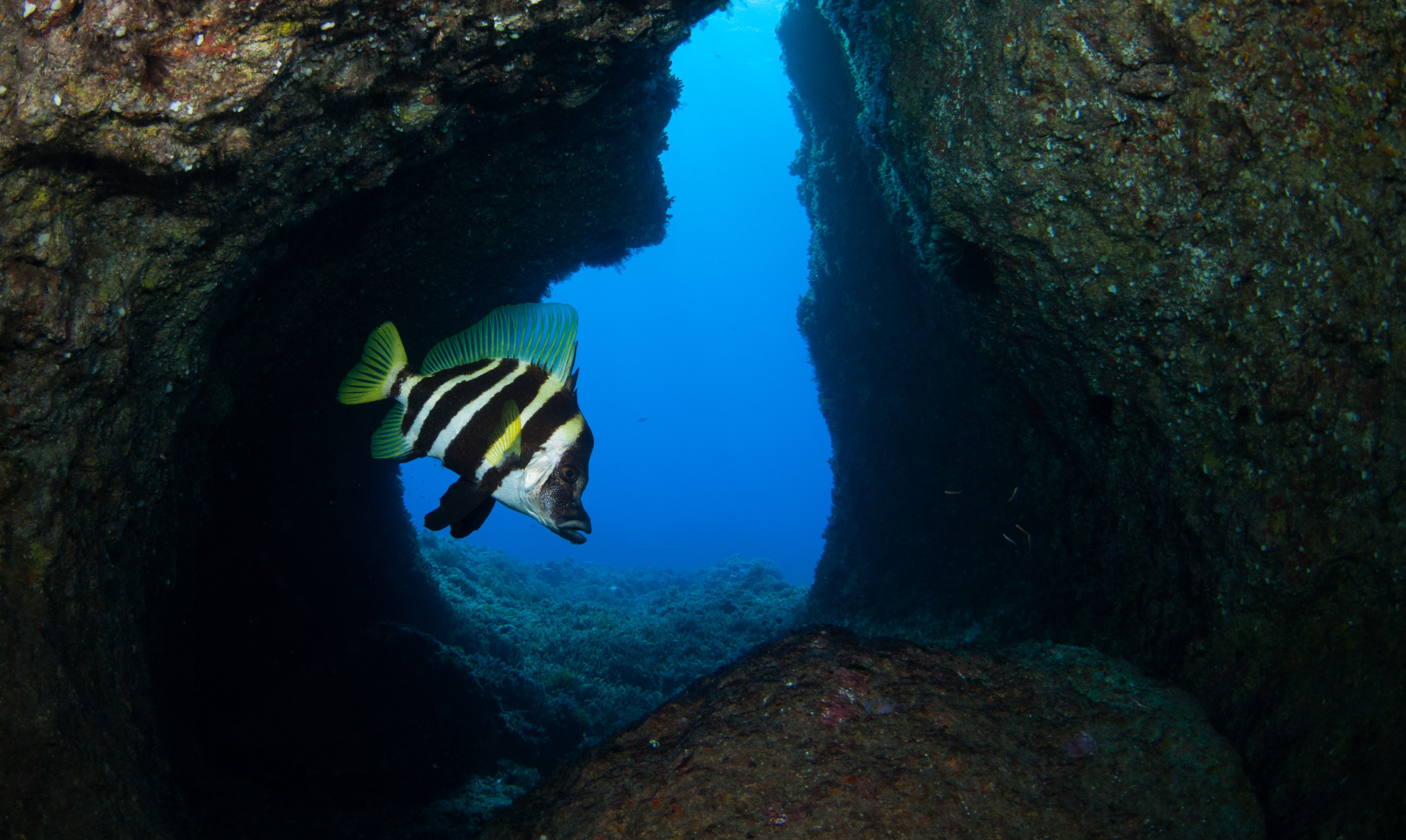 _JFG2640 – kermadec, islands, kermadecs, dive, images, remote, doc, sub tropical, subtropical, sub-tropical, marine, reserve, expedition, lust for rust, mesley, crispin, nz, new, zealand, new zealand, Striped, boarfish, boar, fish, Evistias, acutirostris, crispin, Kermadecs 13,