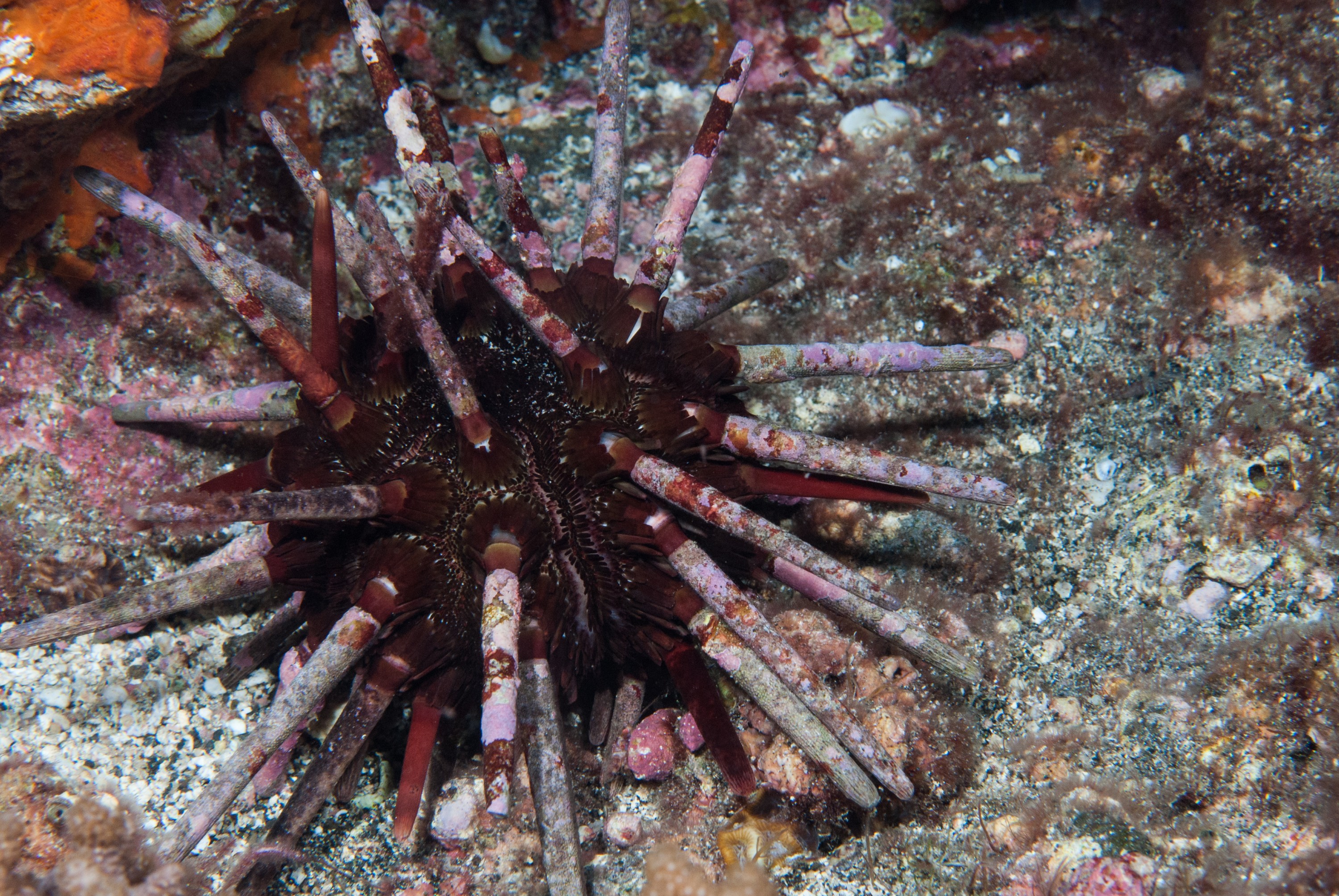 _JFG2772 – kermadec, islands, kermadecs, dive, images, remote, doc, sub tropical, subtropical, sub-tropical, marine, reserve, expedition, lust for rust, mesley, crispin, nz, new, zealand, new zealand, Pencil, urchin, Phyllacanthus, imperialis, crispin, Kermadecs 13,