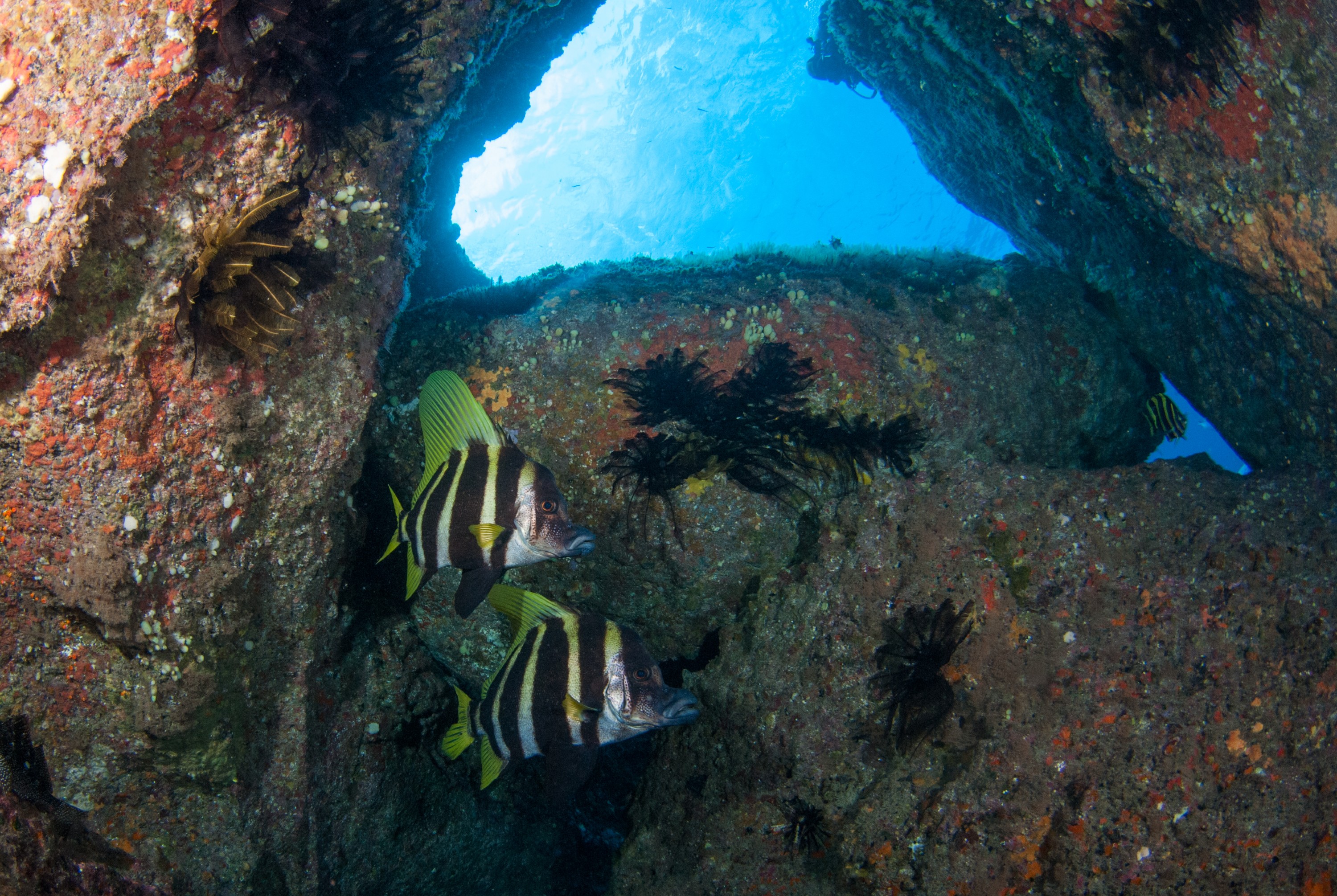 _JFG2915 – kermadec, islands, kermadecs, dive, images, remote, doc, sub tropical, subtropical, sub-tropical, marine, reserve, expedition, lust for rust, mesley, crispin, nz, new, zealand, new zealand, Striped, boarfish, boar, fish, Evistias, acutirostris, crispin, Kermadecs 13,