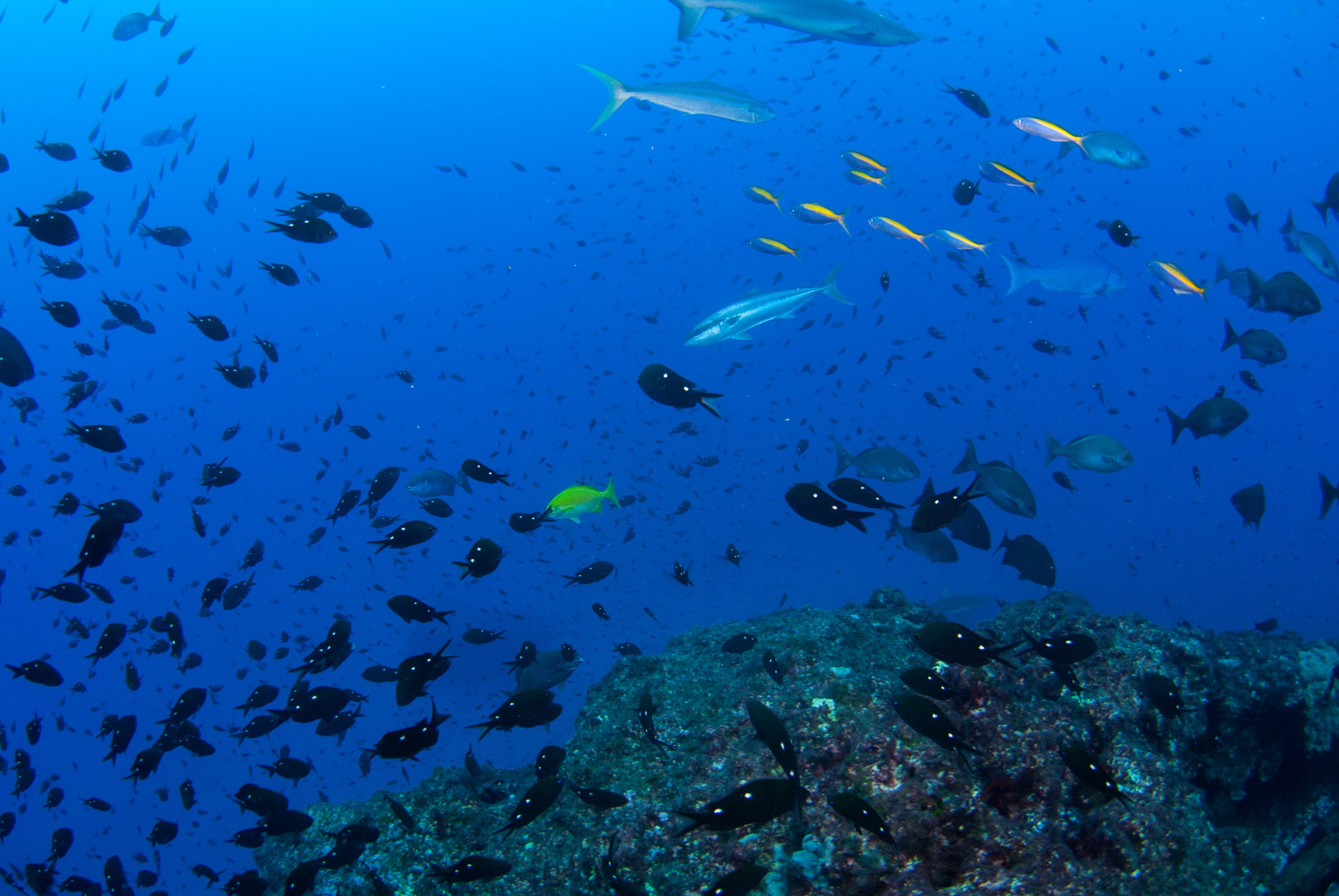 _JFG3048 – kermadec, islands, kermadecs, dive, images, remote, doc, sub tropical, subtropical, sub-tropical, marine, reserve, expedition, lust for rust, mesley, crispin, nz, new, zealand, new zealand, crispin, Kermadecs 13,