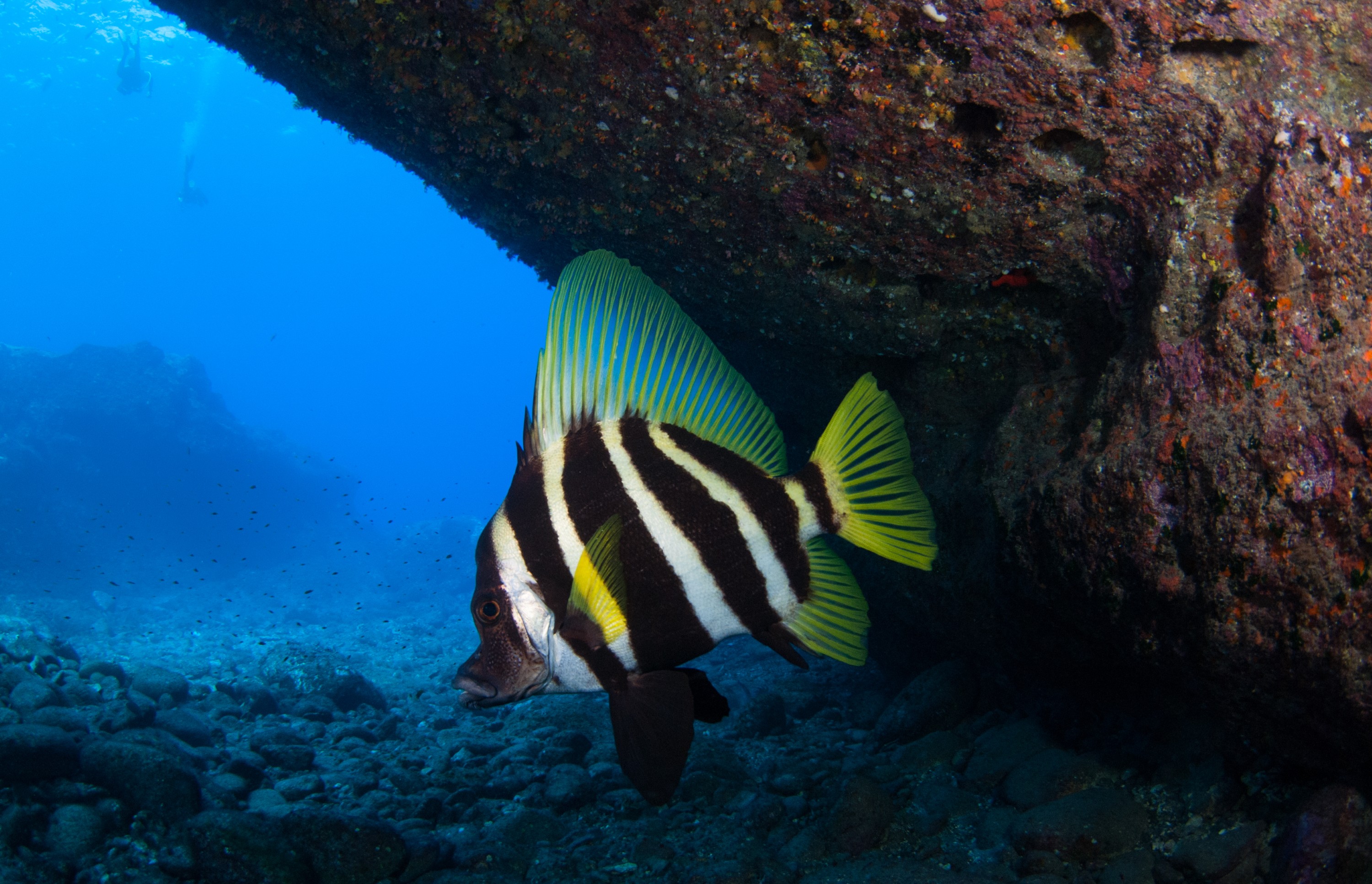 _JFG3233 – kermadec, islands, kermadecs, dive, images, remote, doc, sub tropical, subtropical, sub-tropical, marine, reserve, expedition, lust for rust, mesley, crispin, nz, new, zealand, new zealand, Striped, boarfish, boar, fish, Evistias, acutirostris, crispin, Kermadecs 13,