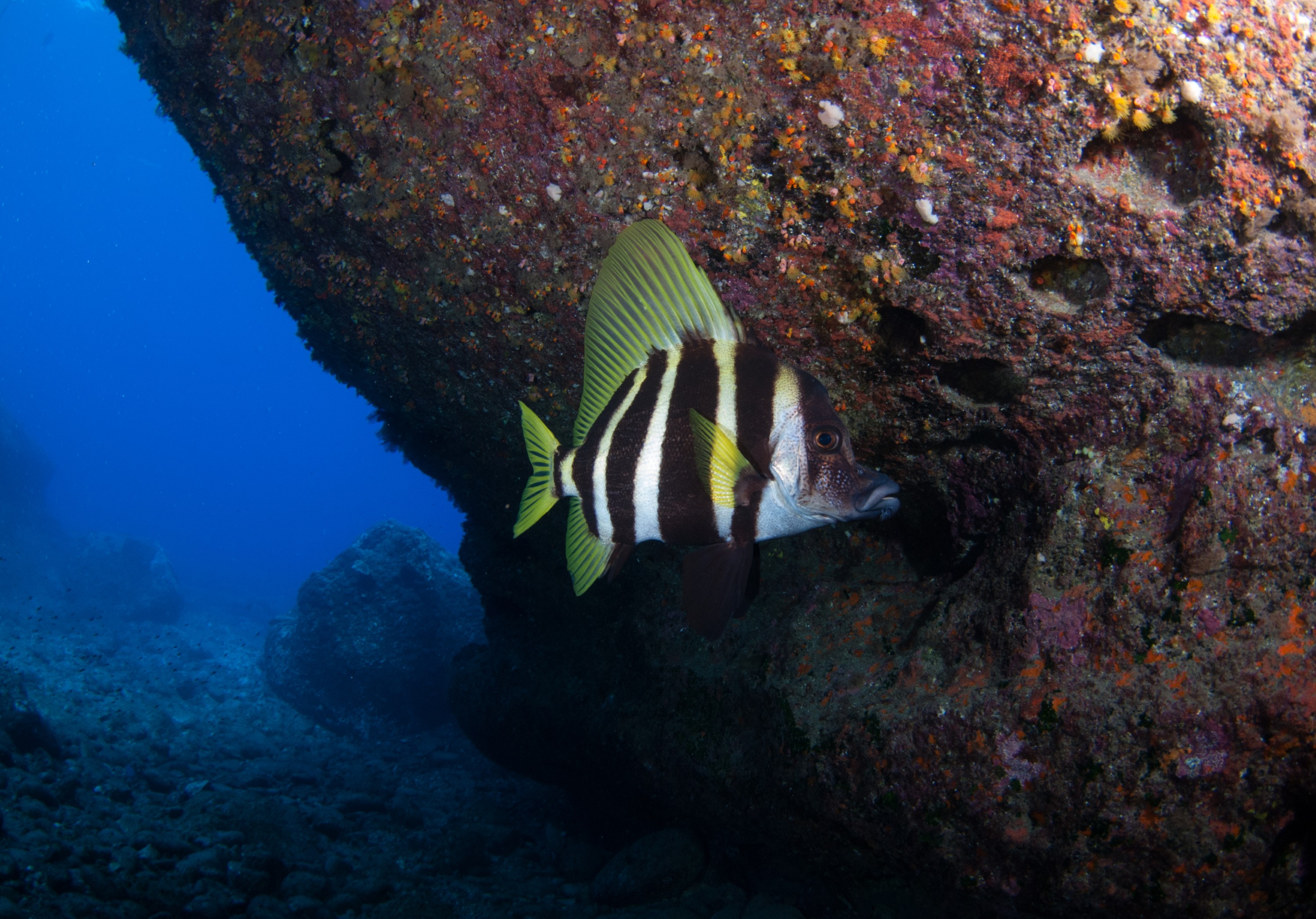 _JFG3235 – kermadec, islands, kermadecs, dive, images, remote, doc, sub tropical, subtropical, sub-tropical, marine, reserve, expedition, lust for rust, mesley, crispin, nz, new, zealand, new zealand, Striped, boarfish, boar, fish, Evistias, acutirostris, crispin, Kermadecs 13,