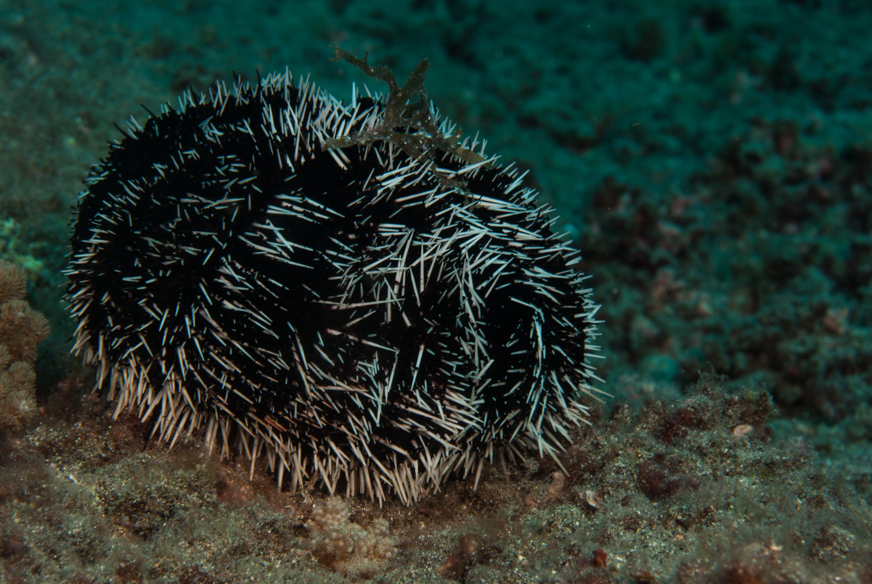 _JFG3291 – kermadec, islands, kermadecs, dive, images, remote, doc, sub tropical, subtropical, sub-tropical, marine, reserve, expedition, lust for rust, mesley, crispin, nz, new, zealand, new zealand, White-spined, urchin, Tripneustes, gratilla, white, spined, crispin, Kermadecs 13,