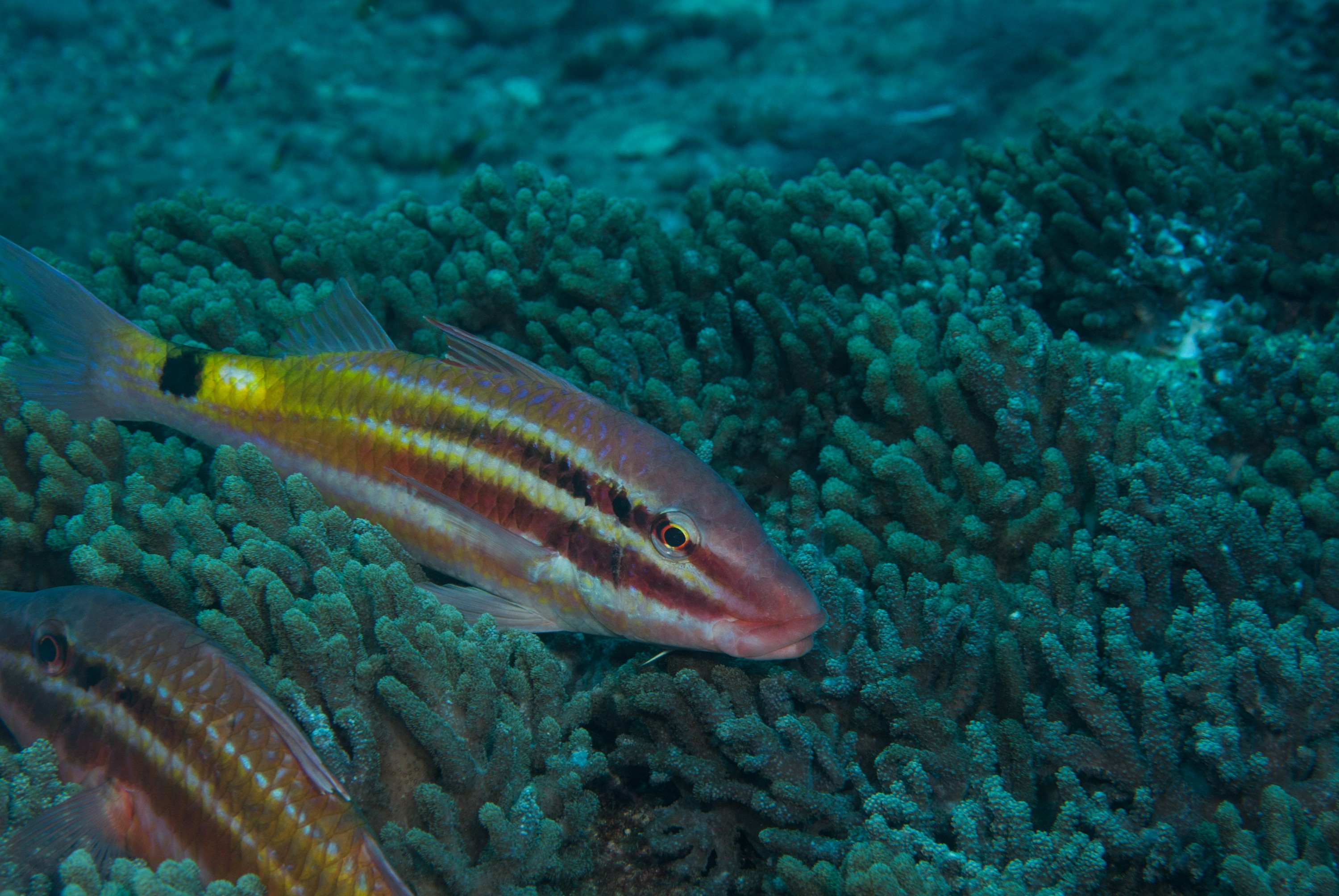 _JFG3300 – kermadec, islands, kermadecs, dive, images, remote, doc, sub tropical, subtropical, sub-tropical, marine, reserve, expedition, lust for rust, mesley, crispin, nz, new, zealand, new zealand, Black, Spot, Goatfish, Parupeneus, spilurus, blackspot, goat, fish, crispin, Kermadecs 13,