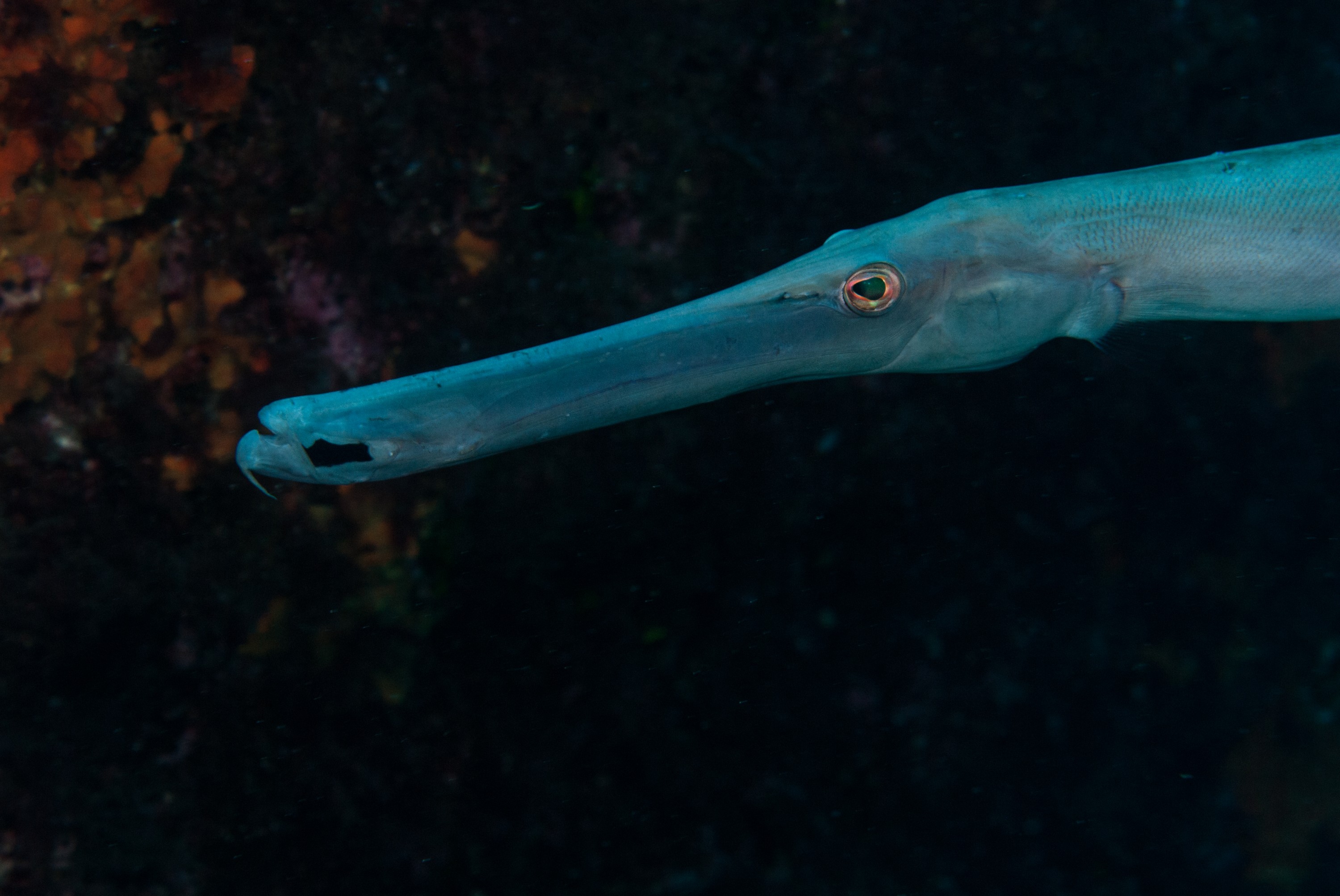 _JFG3310 – kermadec, islands, kermadecs, dive, images, remote, doc, sub tropical, subtropical, sub-tropical, marine, reserve, expedition, lust for rust, mesley, crispin, nz, new, zealand, new zealand, crispin, Kermadecs 13, Trumpetfish, Aulostomus, chinensis, trumpet, fish