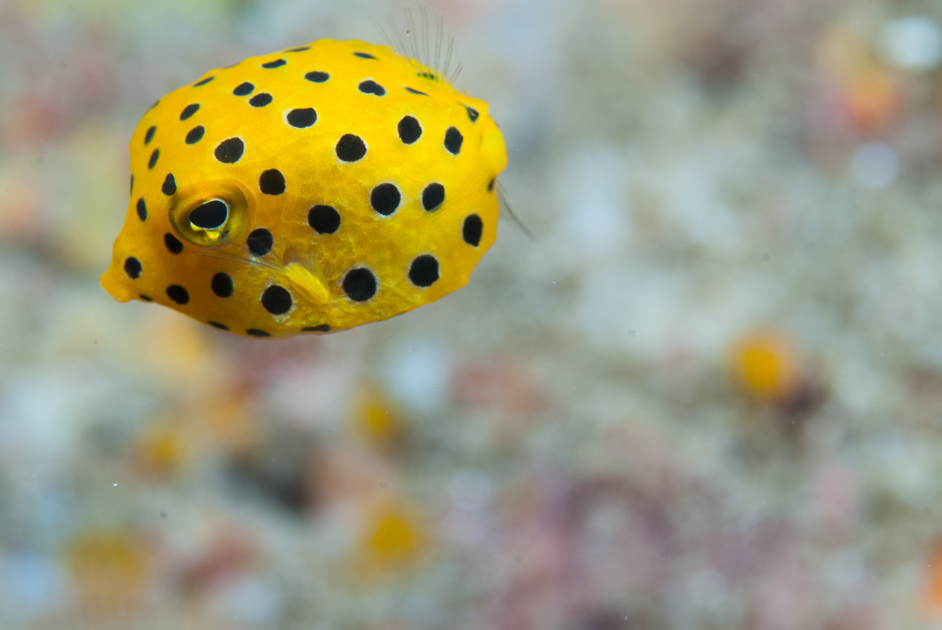 _JFG3387 – kermadec, islands, kermadecs, dive, images, remote, doc, sub tropical, subtropical, sub-tropical, marine, reserve, expedition, lust for rust, mesley, crispin, nz, new, zealand, new zealand, crispin, Kermadecs 13, Yellow, boxfish, Ostracion, cubicus, box, fish
