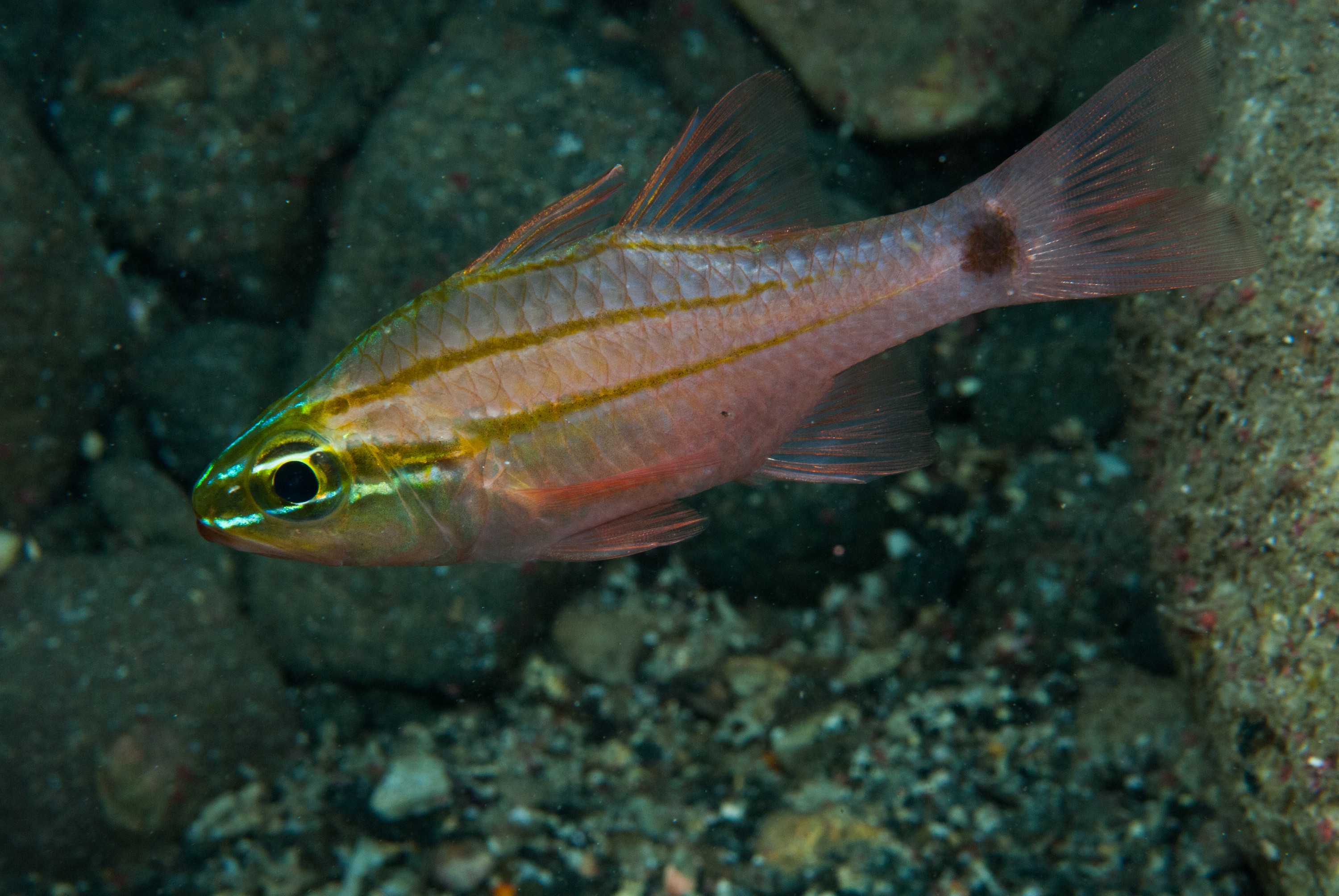 _JFG3399 – kermadec, islands, kermadecs, dive, images, remote, doc, sub tropical, subtropical, sub-tropical, marine, reserve, expedition, lust for rust, mesley, crispin, nz, new, zealand, new zealand, crispin, Kermadecs 13, Three-line, three, line, Cardinalfish, cardinal, fish, Ostorhinchus, fukuii,