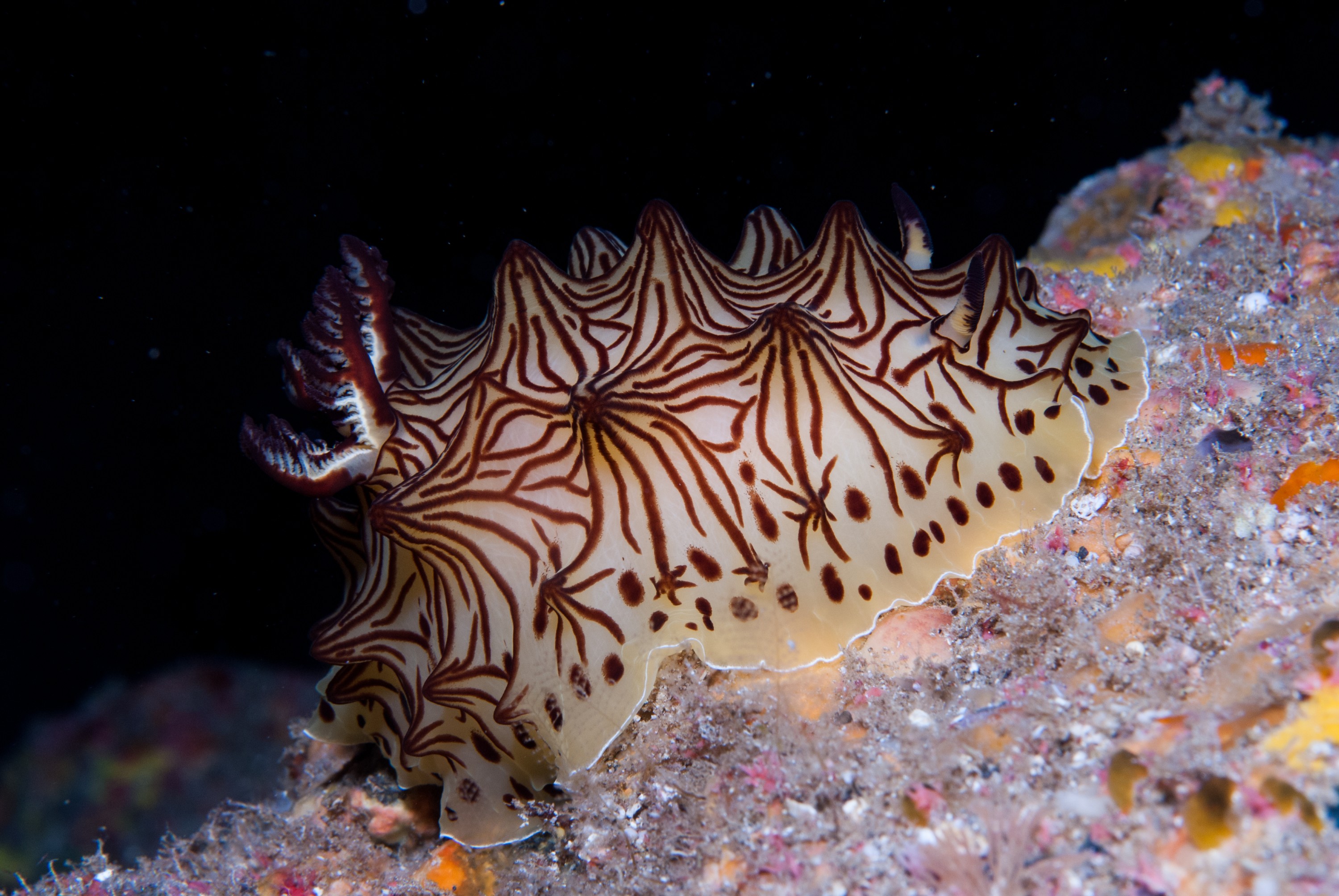 _JFG3412 – kermadec, islands, kermadecs, dive, images, remote, doc, sub tropical, subtropical, sub-tropical, marine, reserve, expedition, lust for rust, mesley, crispin, nz, new, zealand, new zealand, crispin, Kermadecs 13, Halgerda, Nudibranch, Unknown,