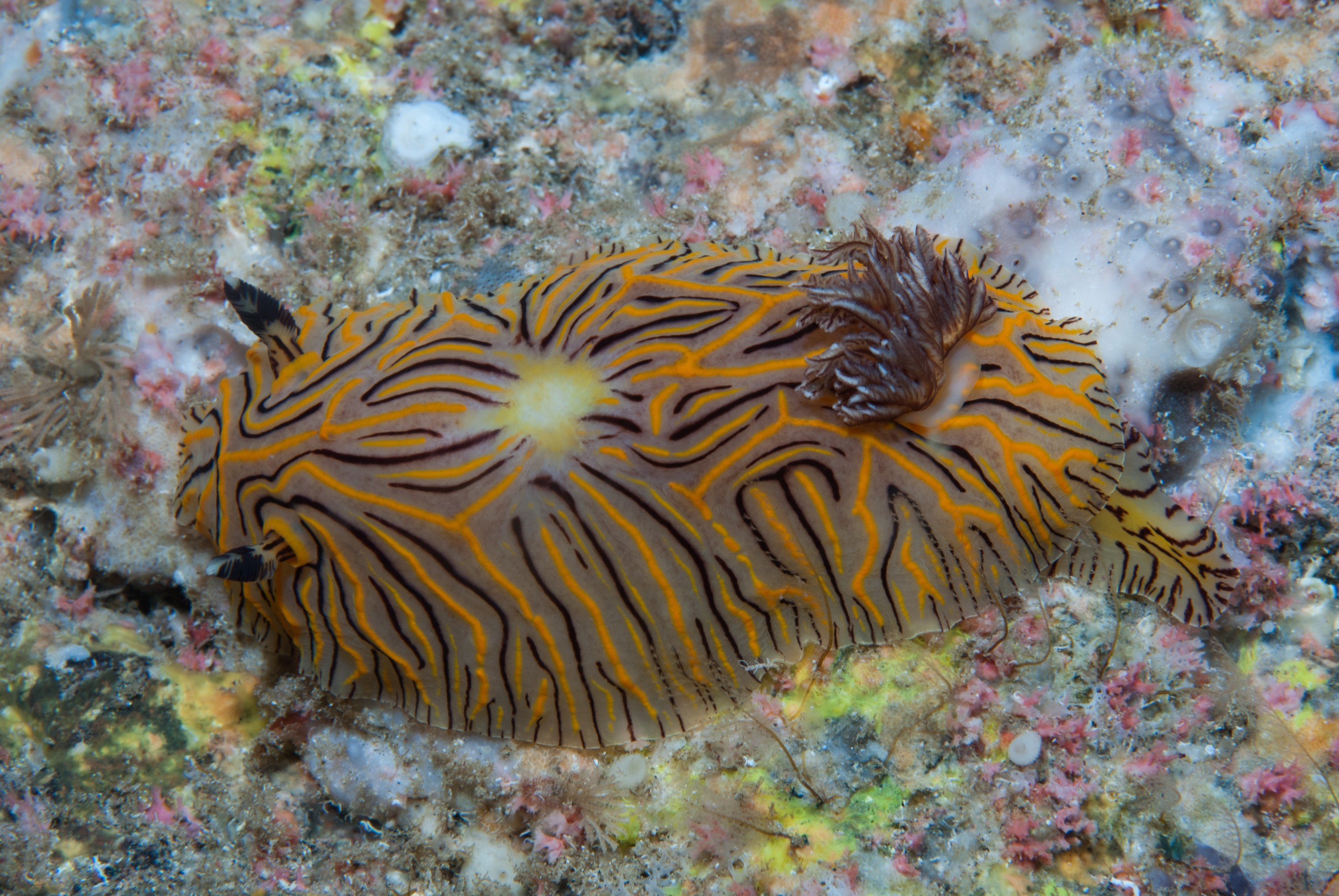 _JFG3432 – kermadec, islands, kermadecs, dive, images, remote, doc, sub tropical, subtropical, sub-tropical, marine, reserve, expedition, lust for rust, mesley, crispin, nz, new, zealand, new zealand, crispin, Kermadecs 13, Halgerda, willeyi, Nudibranch, Unknown,
