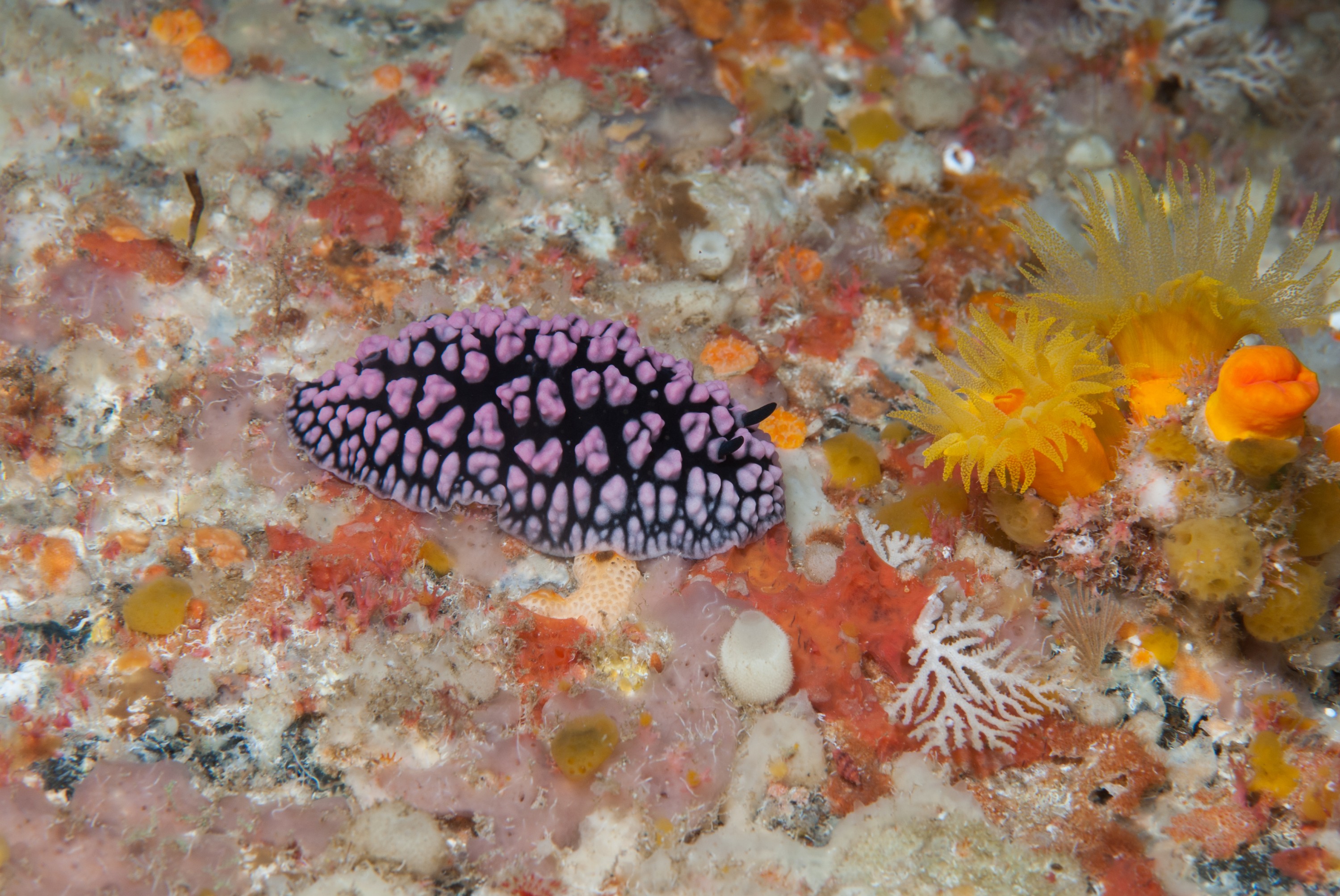 _JFG3472 – kermadec, islands, kermadecs, dive, images, remote, doc, sub tropical, subtropical, sub-tropical, marine, reserve, expedition, lust for rust, mesley, crispin, nz, new, zealand, new zealand, crispin, Kermadecs 13, sea, slug, nudibranch, seaslug, Phyllidiella, pustulosa,