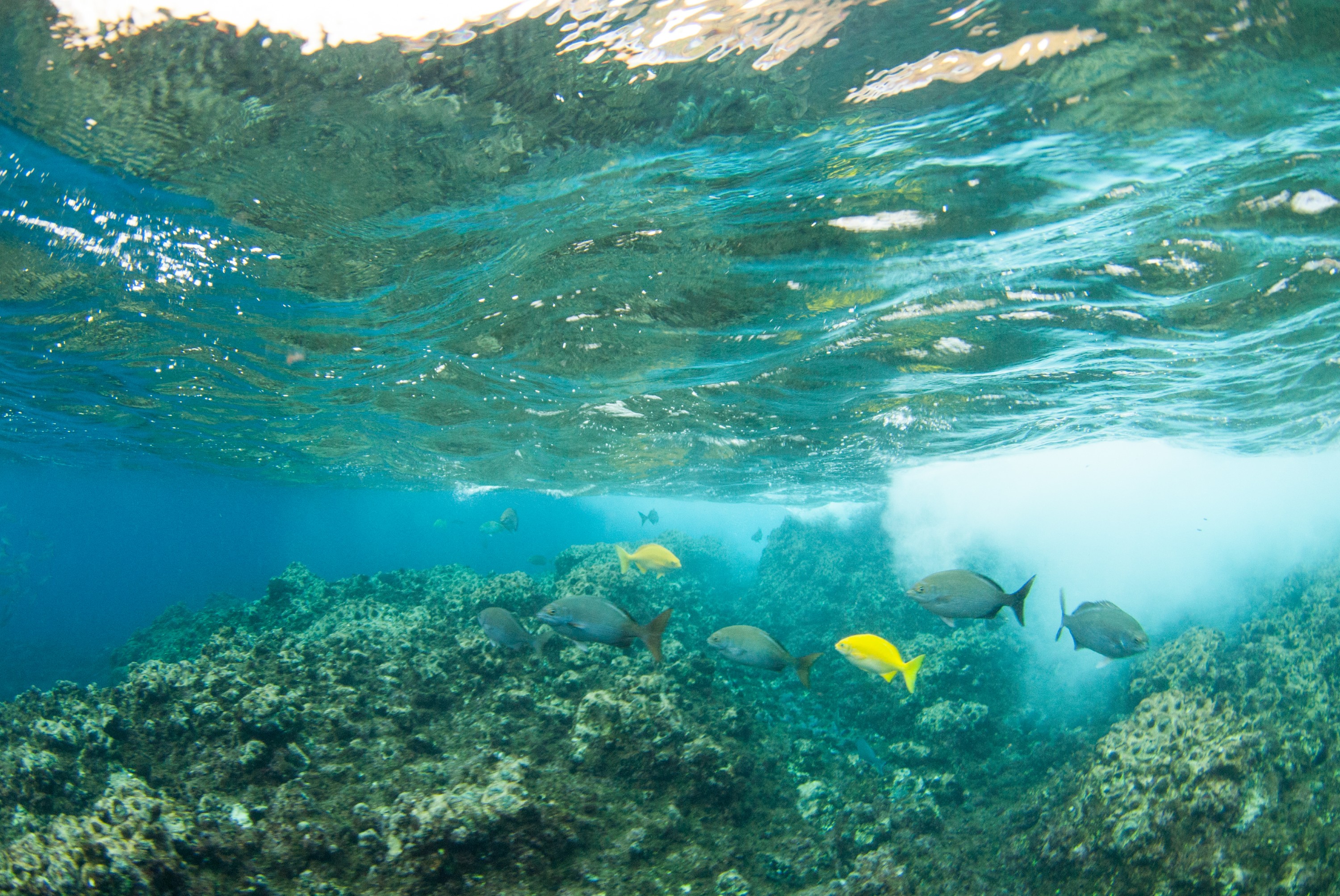 _JFG3790 – kermadec, islands, kermadecs, dive, images, remote, doc, sub tropical, subtropical, sub-tropical, marine, reserve, expedition, lust for rust, mesley, crispin, nz, new, zealand, new zealand, crispin, Kermadecs 13, Endemic, Kermadecs, Giant, Limpet, Patella, kermadecensis, Beaked, Drummer, Kyphosus, pacificus,